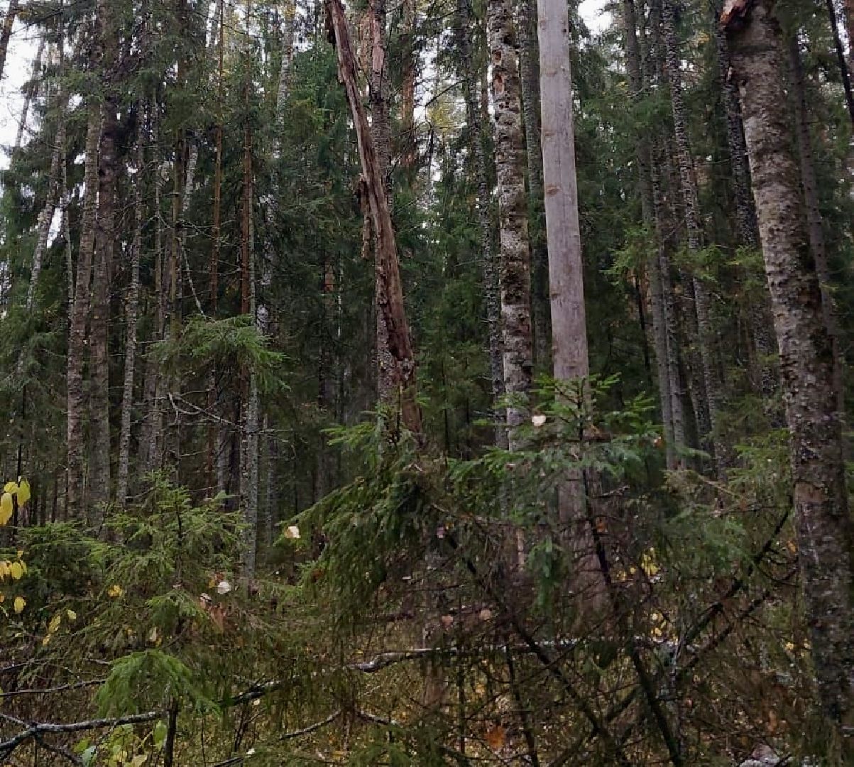 шаховская, санитарная вырубка леса, лесничество,