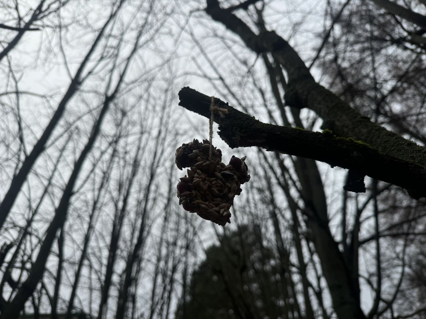 синичкин день, съедобные кормушки, музей заповедник горки ленинские, ленинский городской округ,