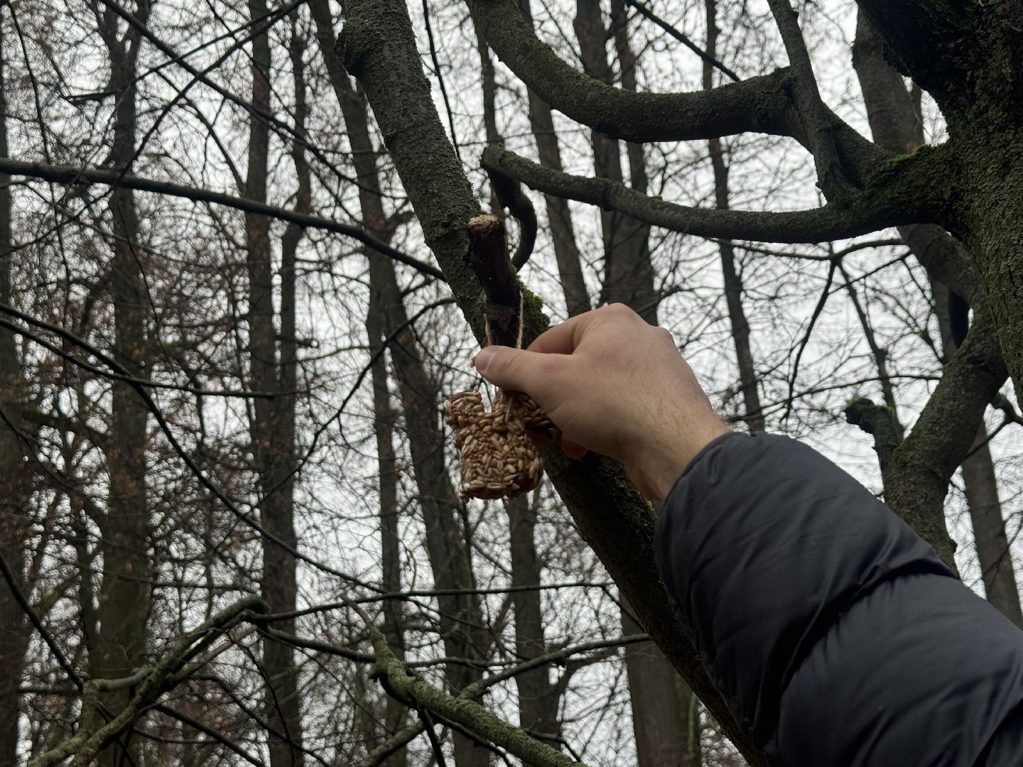 синичкин день, съедобные кормушки, музей заповедник горки ленинские, ленинский городской округ,