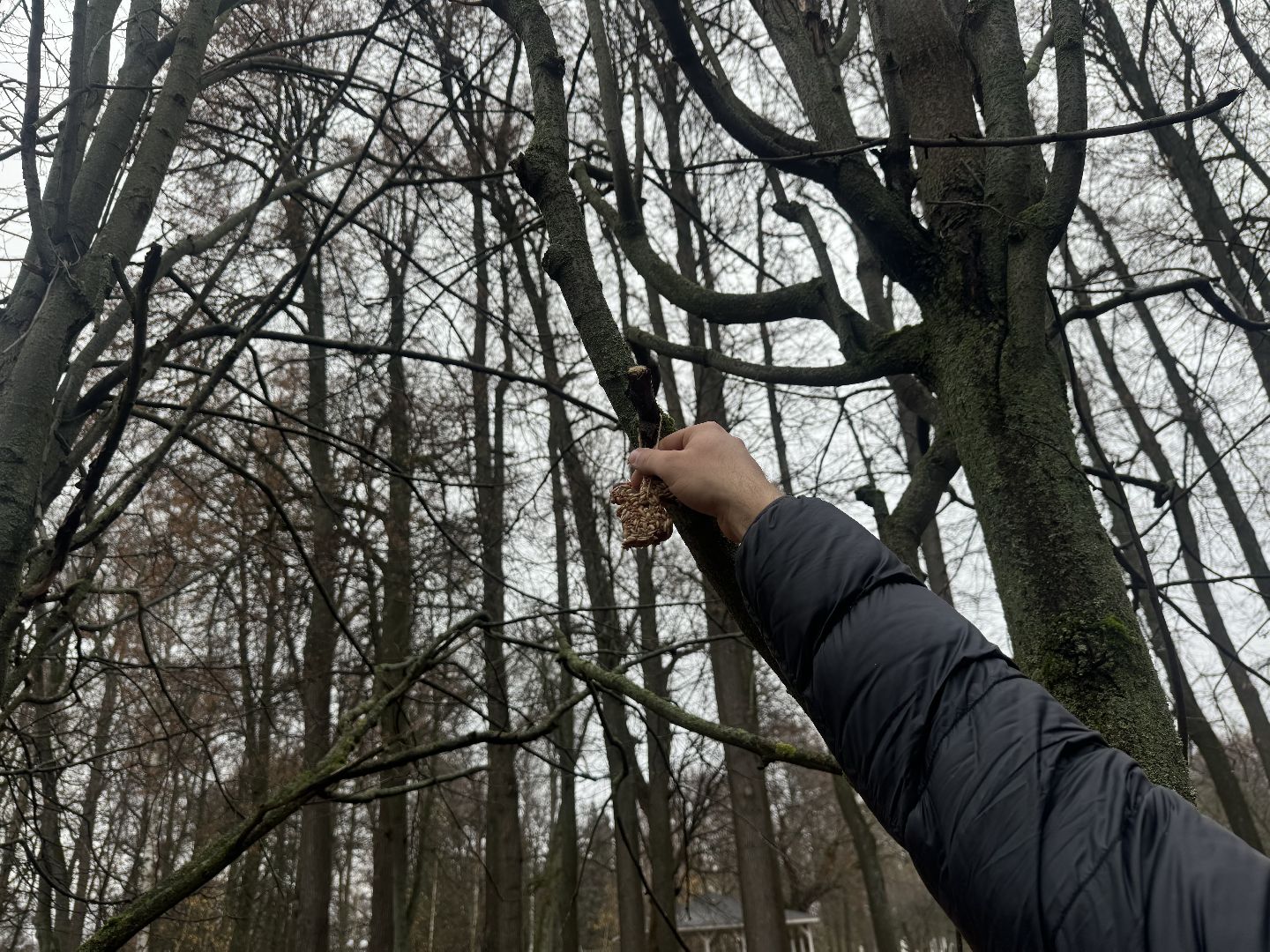 синичкин день, съедобные кормушки, музей заповедник горки ленинские, ленинский городской округ,