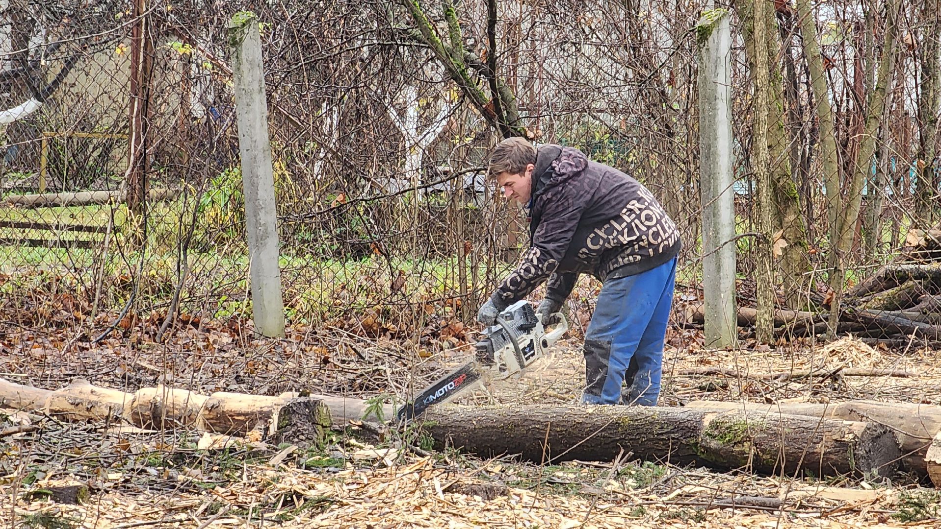 истра, аварийные деревья,