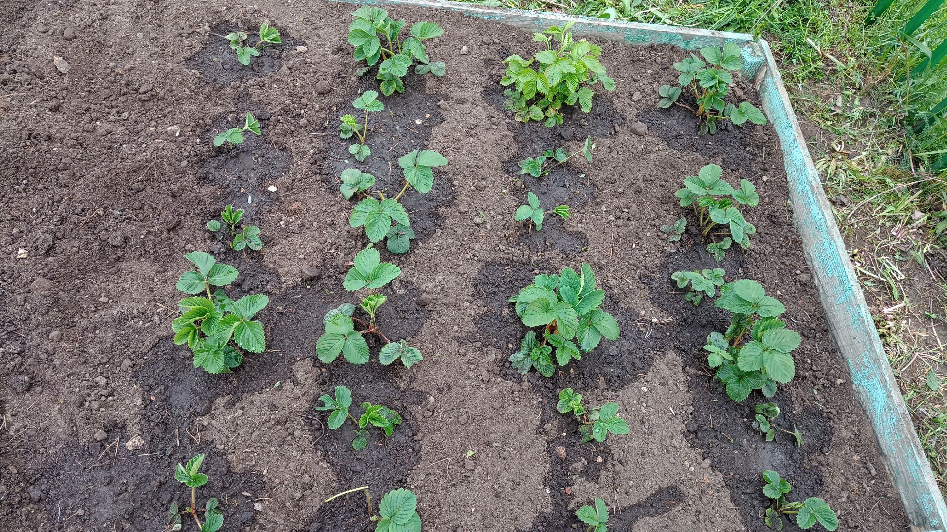 Реутов, детский сад, образование, дошкольники, огород, растения, зелень