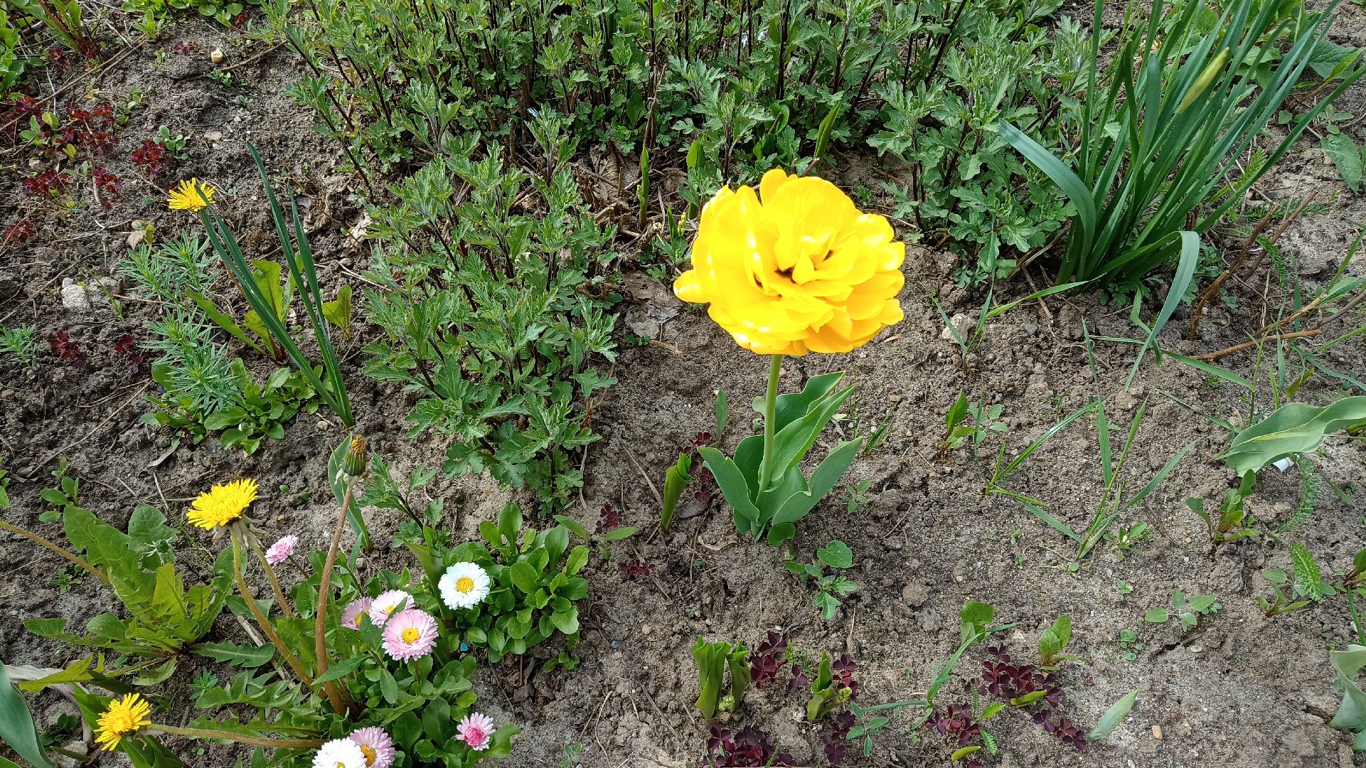 Реутов, детский сад, образование, дошкольники, огород, растения, зелень