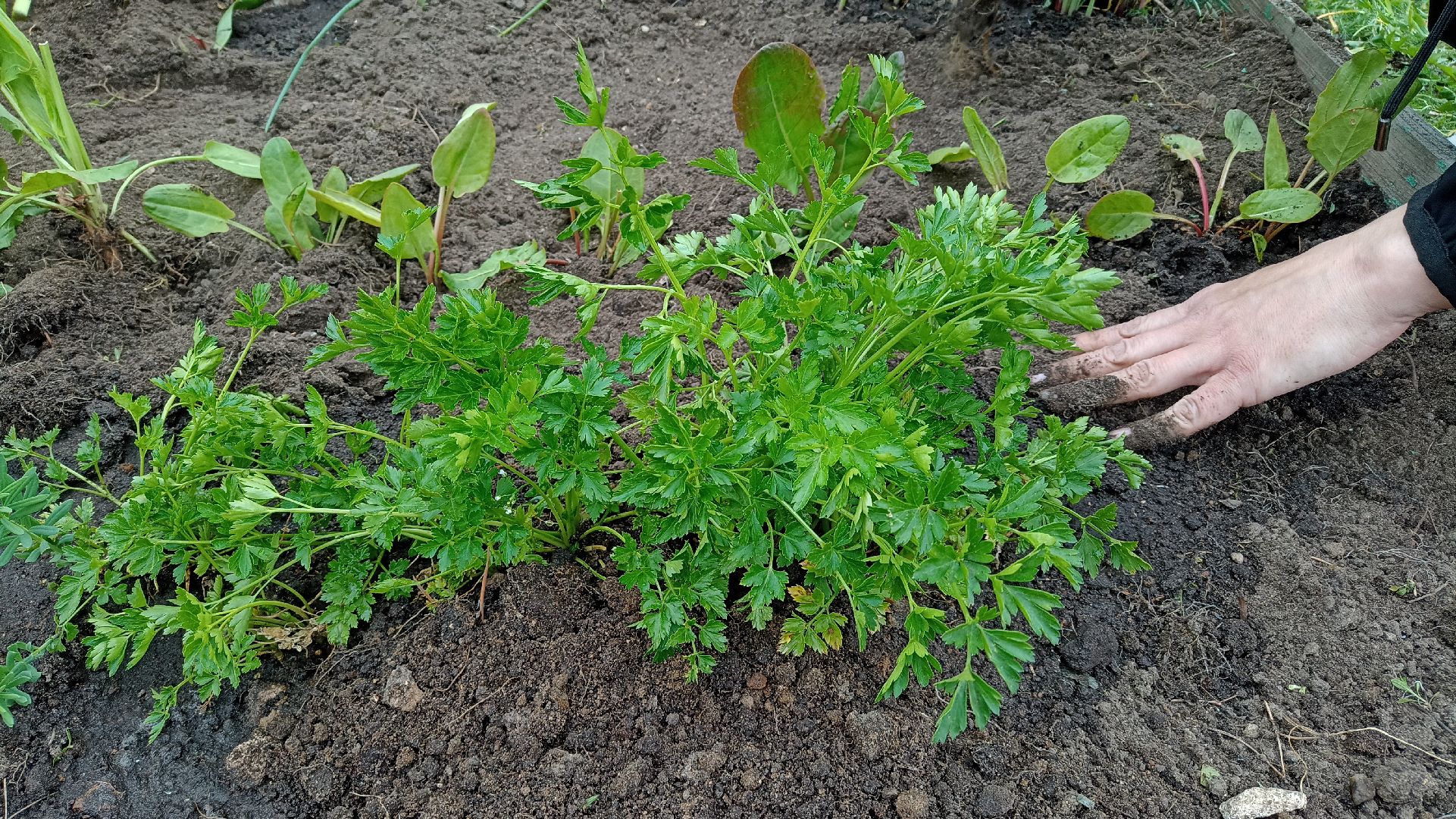 Реутов, детский сад, образование, дошкольники, огород, растения, зелень