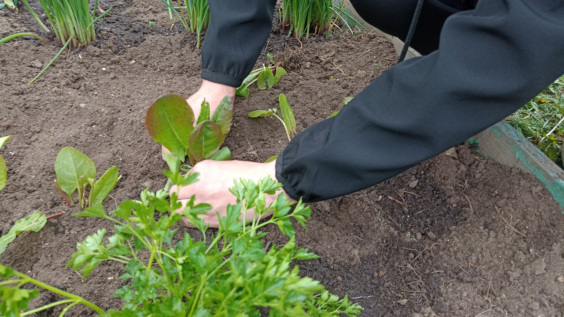 Реутов, детский сад, образование, дошкольники, огород, растения, зелень