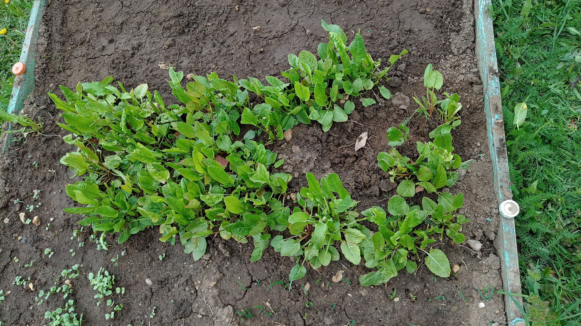 Реутов, детский сад, образование, дошкольники, огород, растения, зелень