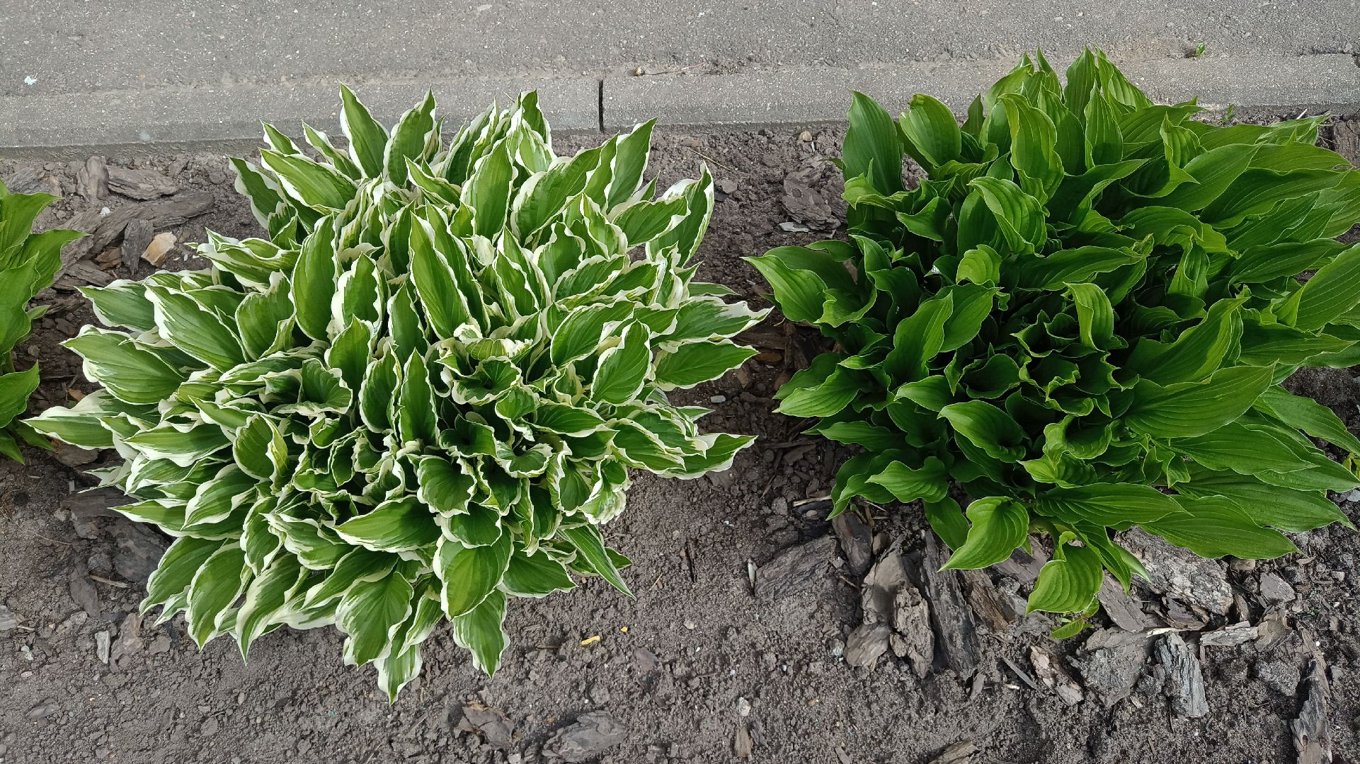 Реутов, детский сад, образование, дошкольники, огород, растения, зелень