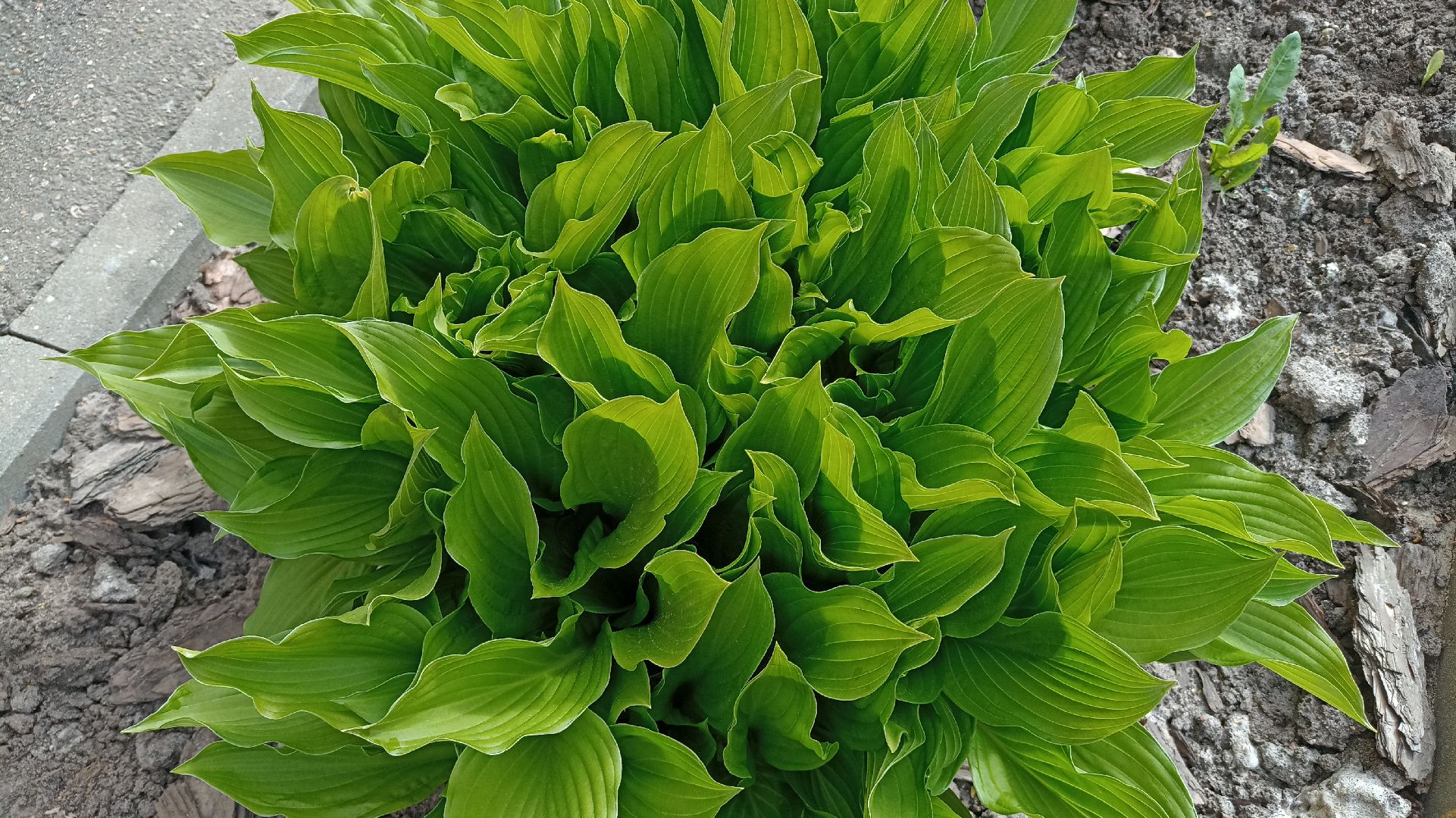 Реутов, детский сад, образование, дошкольники, огород, растения, зелень