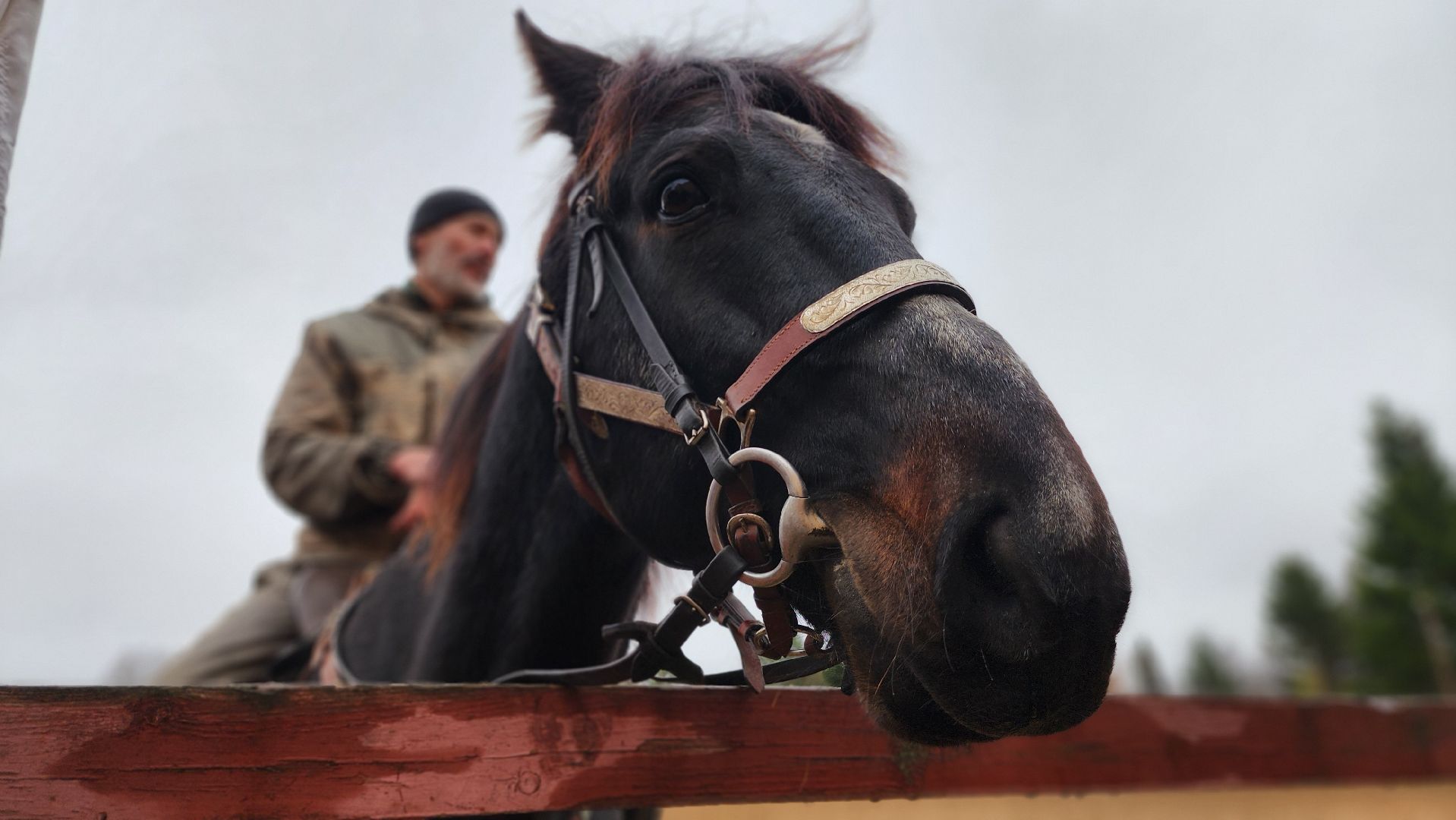 руза, туризм, конный клуб, станица,