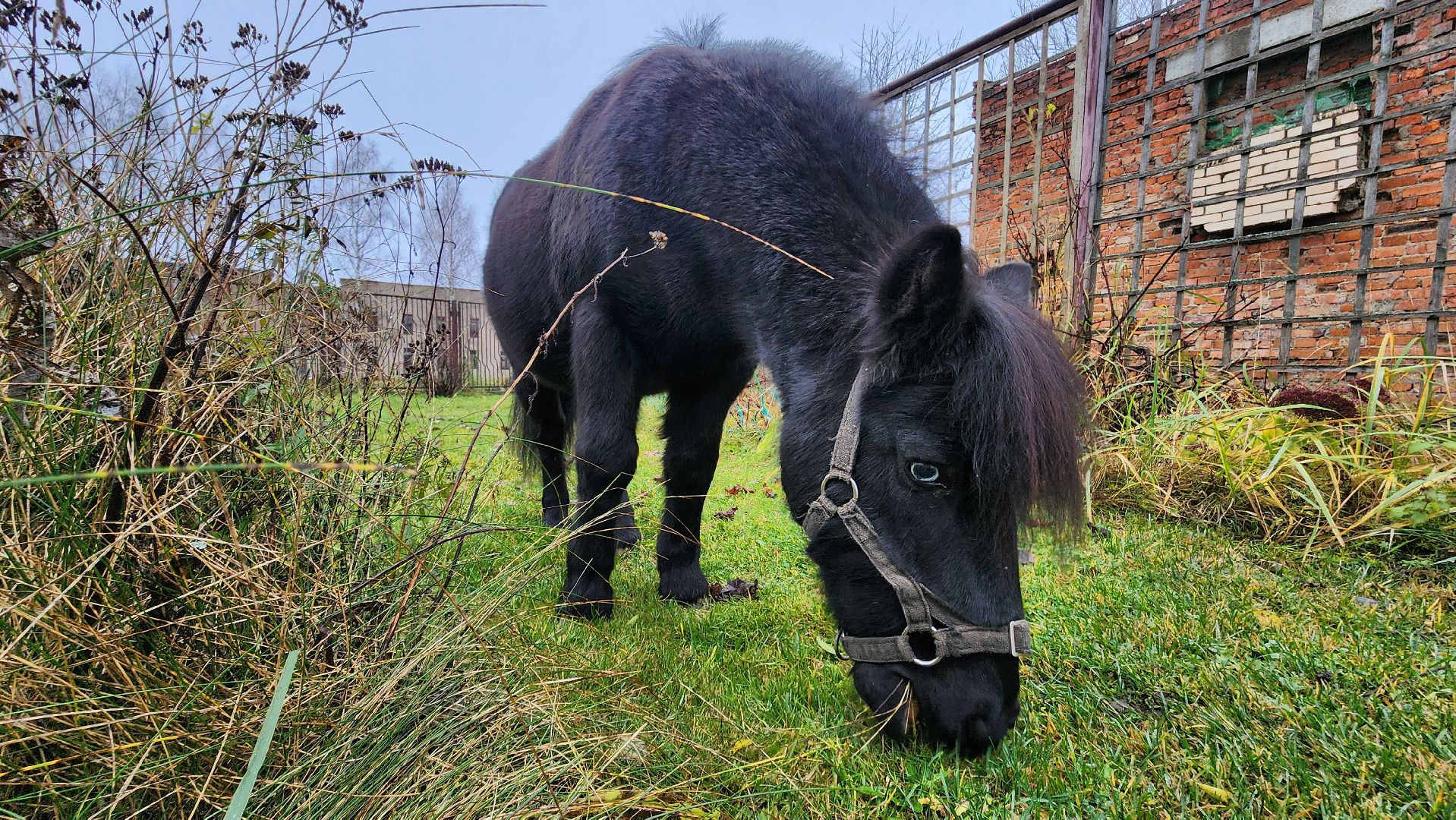 руза, туризм, конный клуб, станица,