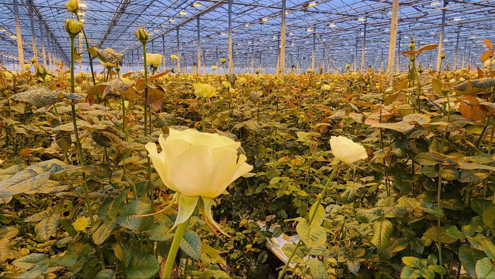 Дмитров, ТК Подосинки, Розы, Минсельхоз,