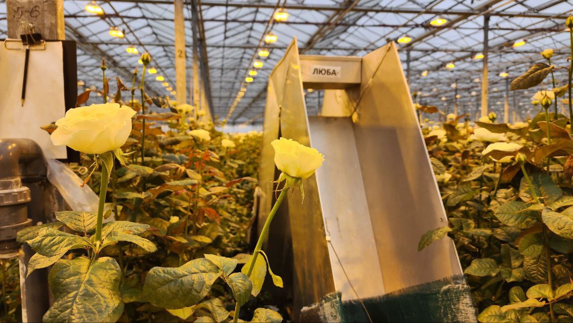 Дмитров, ТК Подосинки, Розы, Минсельхоз,