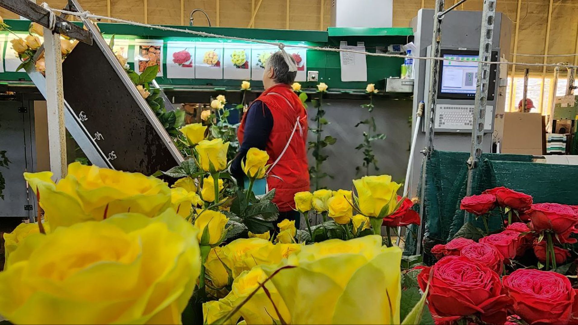 Дмитров, ТК Подосинки, Розы, Минсельхоз,