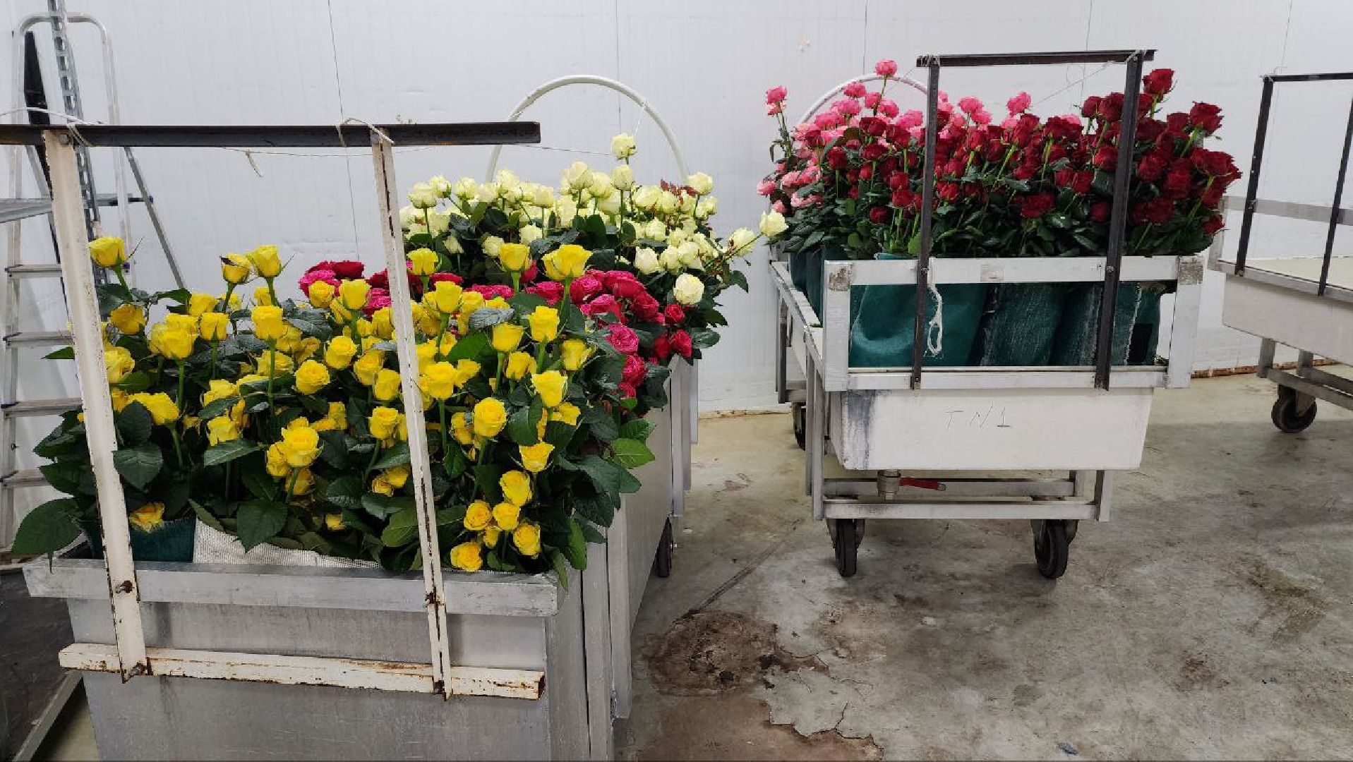 Дмитров, ТК Подосинки, Розы, Минсельхоз,