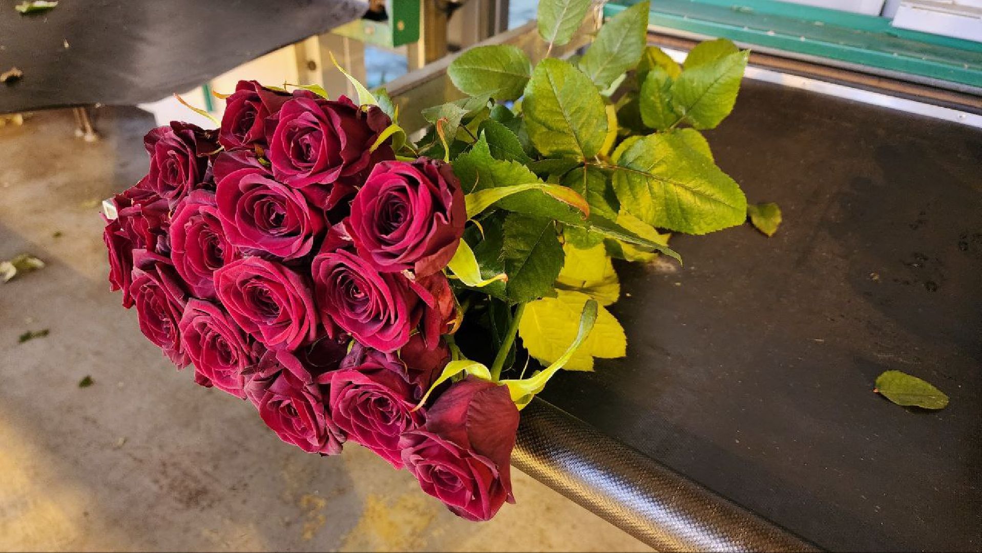 Дмитров, ТК Подосинки, Розы, Минсельхоз,