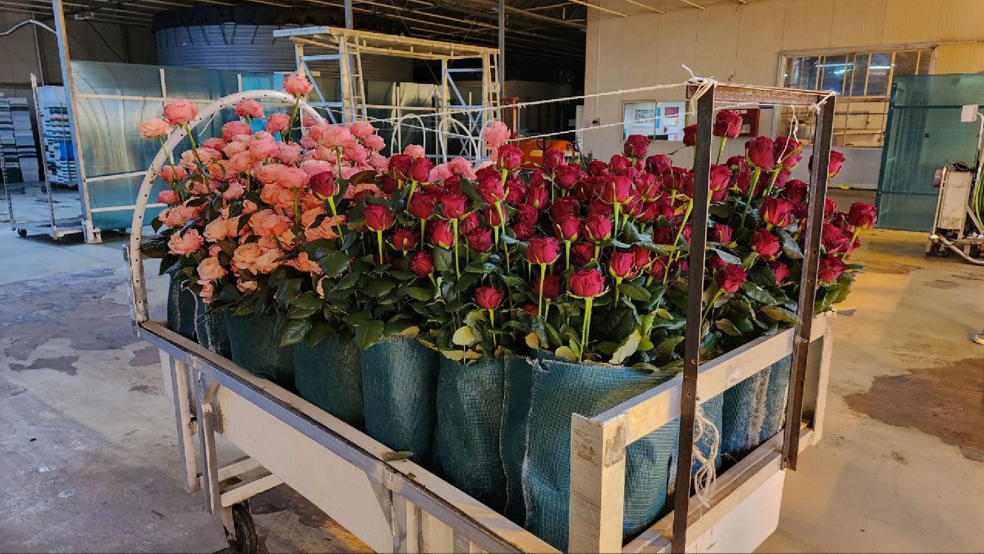 Дмитров, ТК Подосинки, Розы, Минсельхоз,