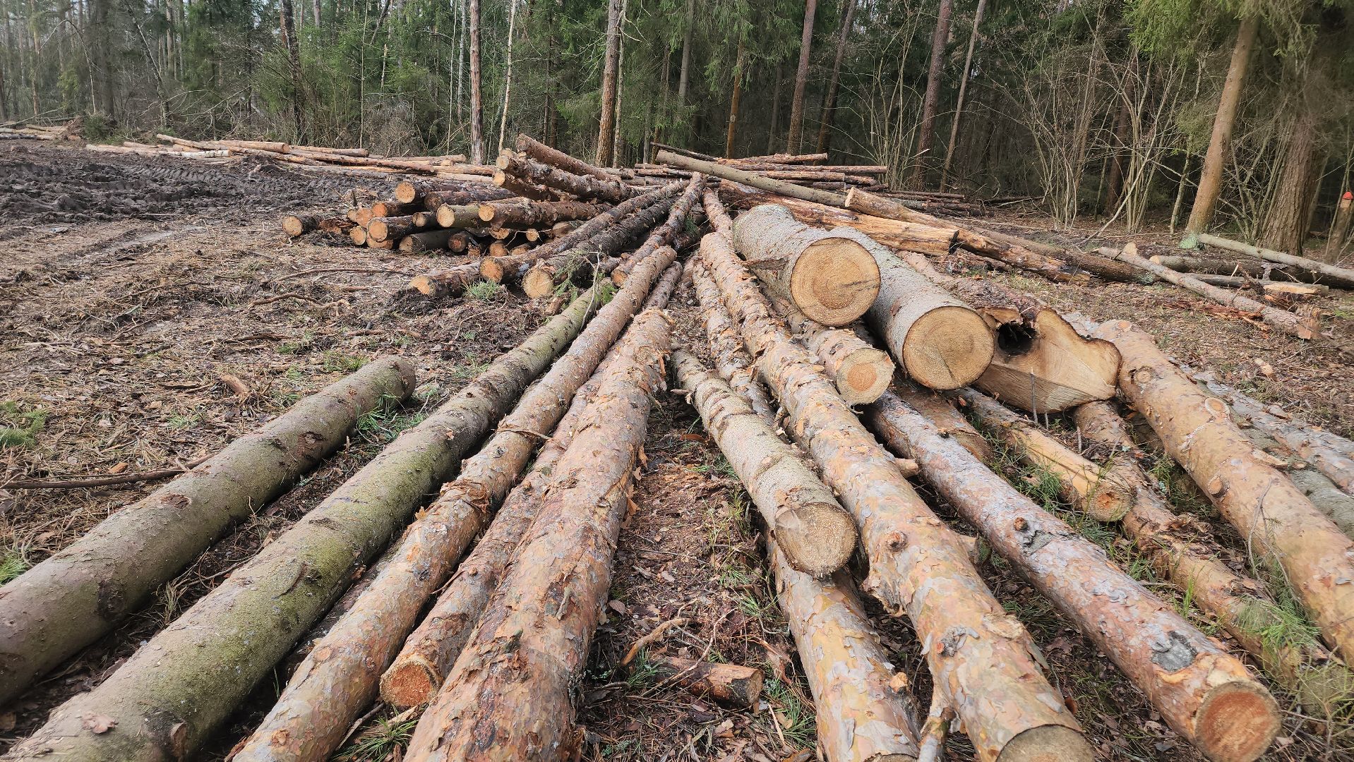 Егорьевск, Подмосковье, Московская область,