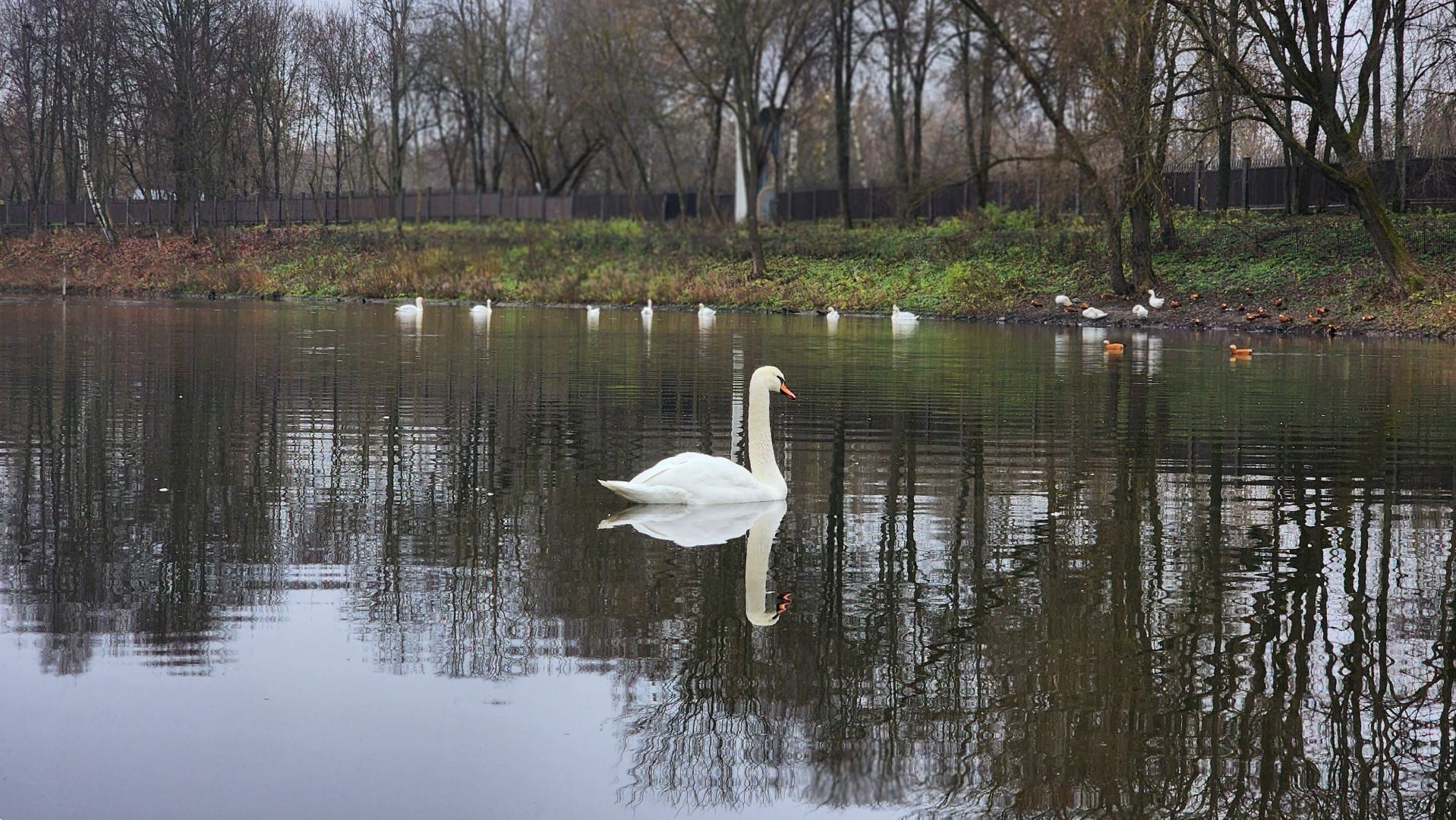 подмосковье, парки подмосковья, лебеди, лосино-петровский, долгопрудный,
