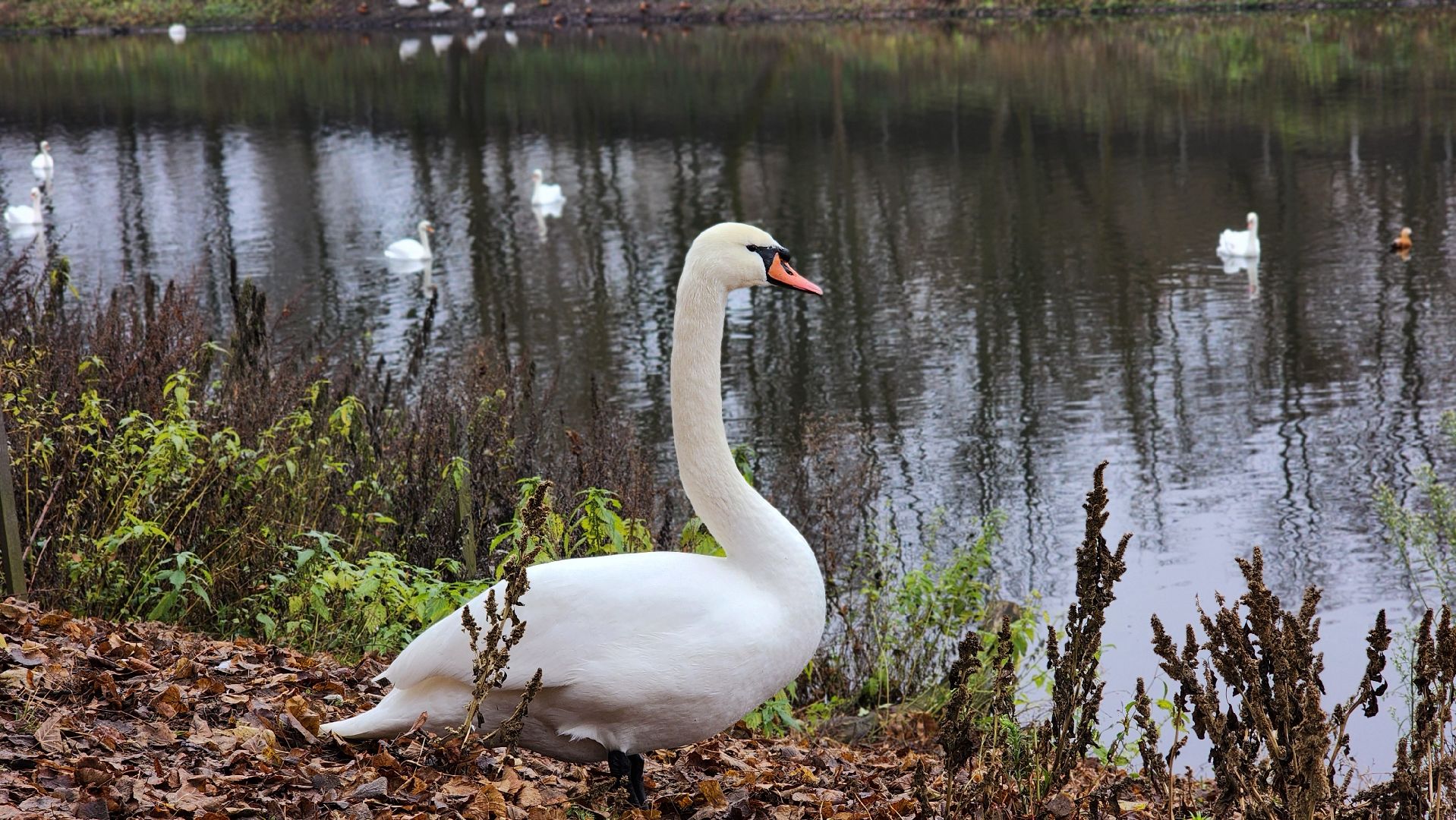 подмосковье, парки подмосковья, лебеди, лосино-петровский, долгопрудный,