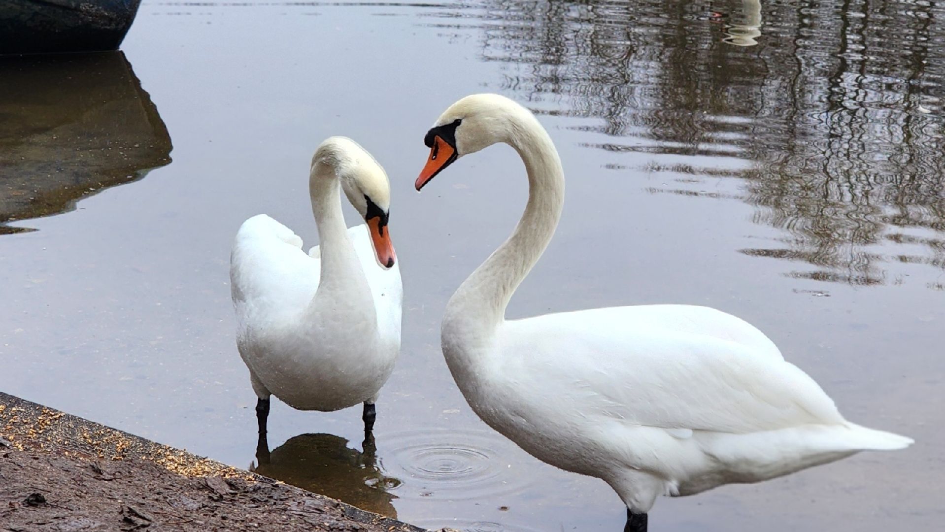 подмосковье, парки подмосковья, лебеди, лосино-петровский, долгопрудный,