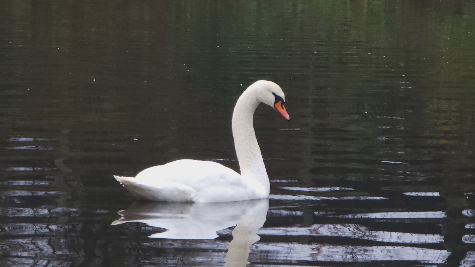 подмосковье, парки подмосковья, лебеди, лосино-петровский, долгопрудный,