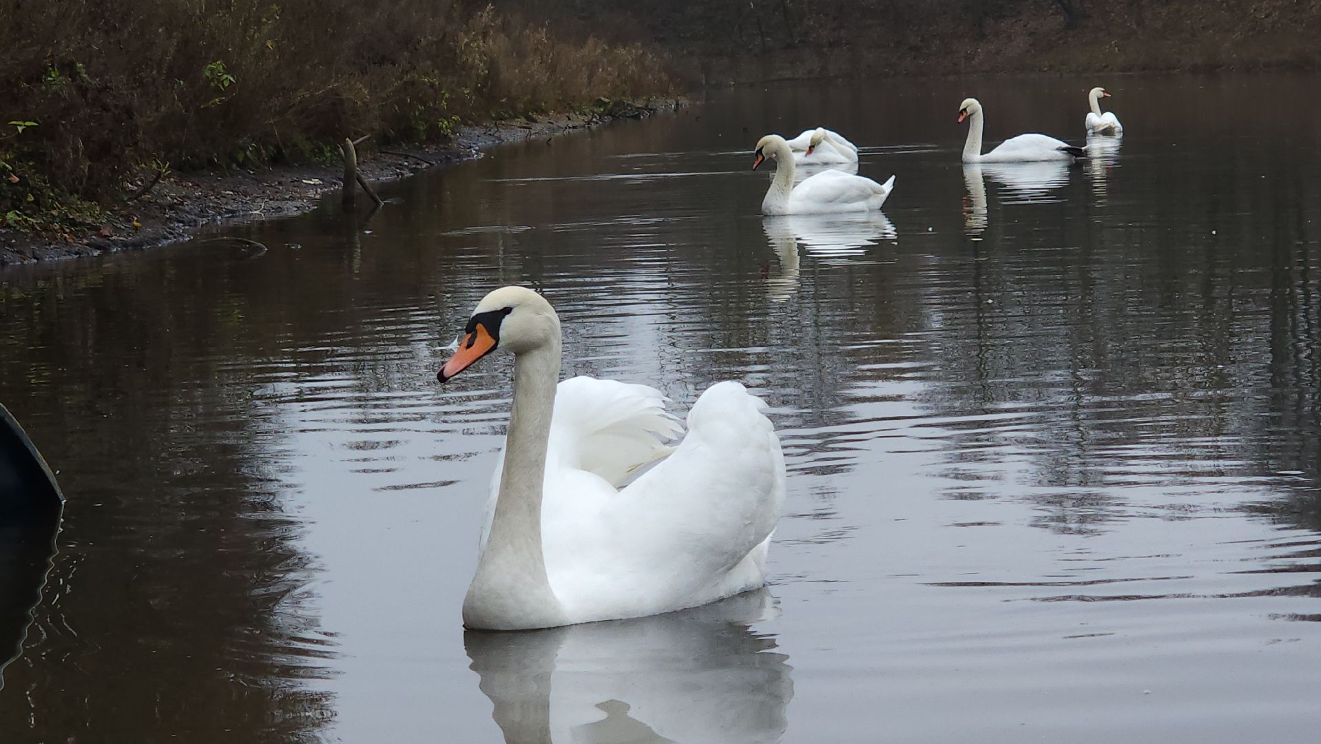 подмосковье, парки подмосковья, лебеди, лосино-петровский, долгопрудный,