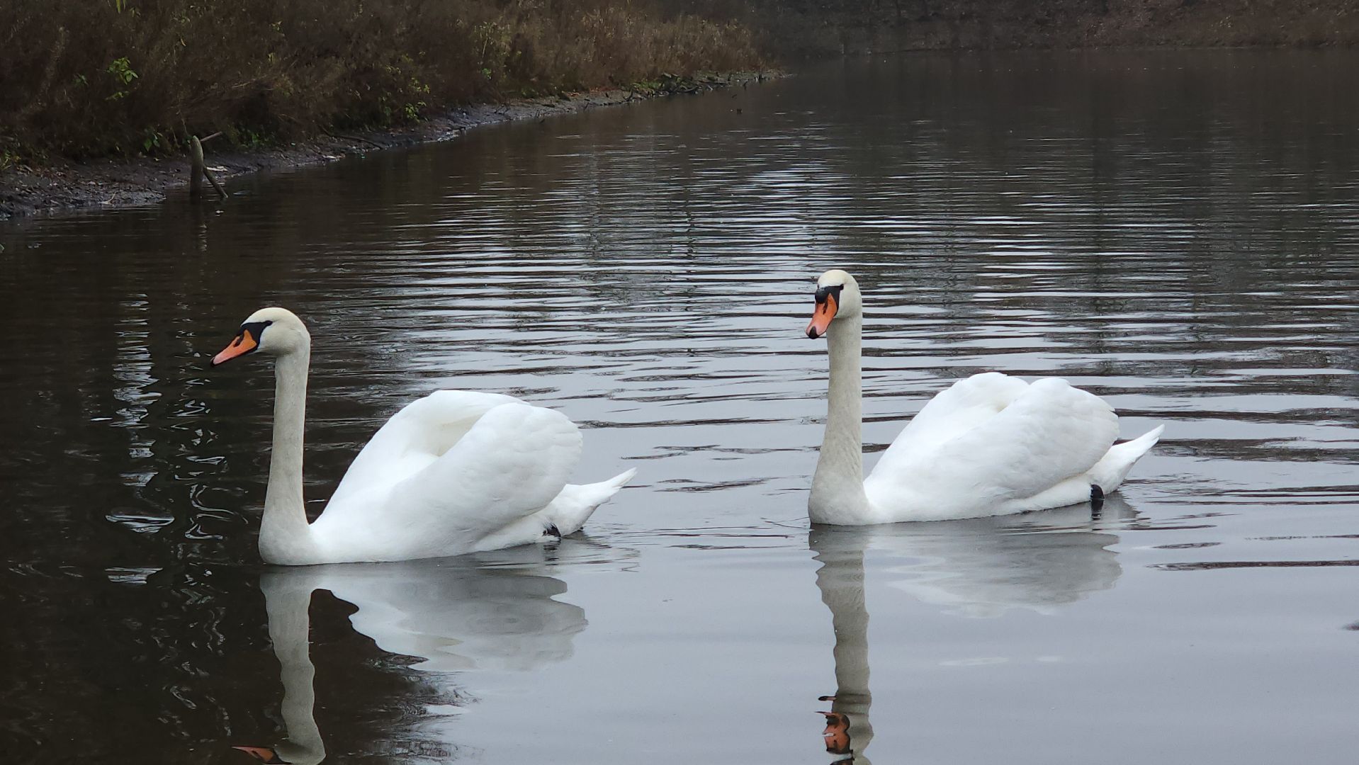 подмосковье, парки подмосковья, лебеди, лосино-петровский, долгопрудный,