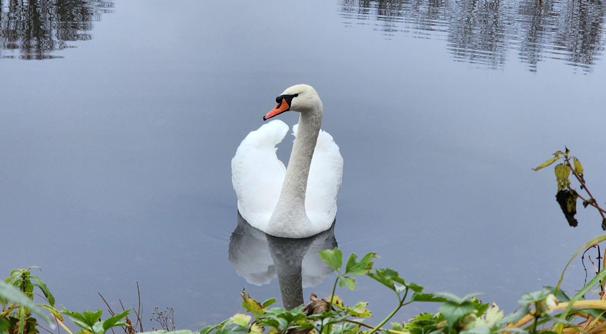подмосковье, парки подмосковья, лебеди, лосино-петровский, долгопрудный,