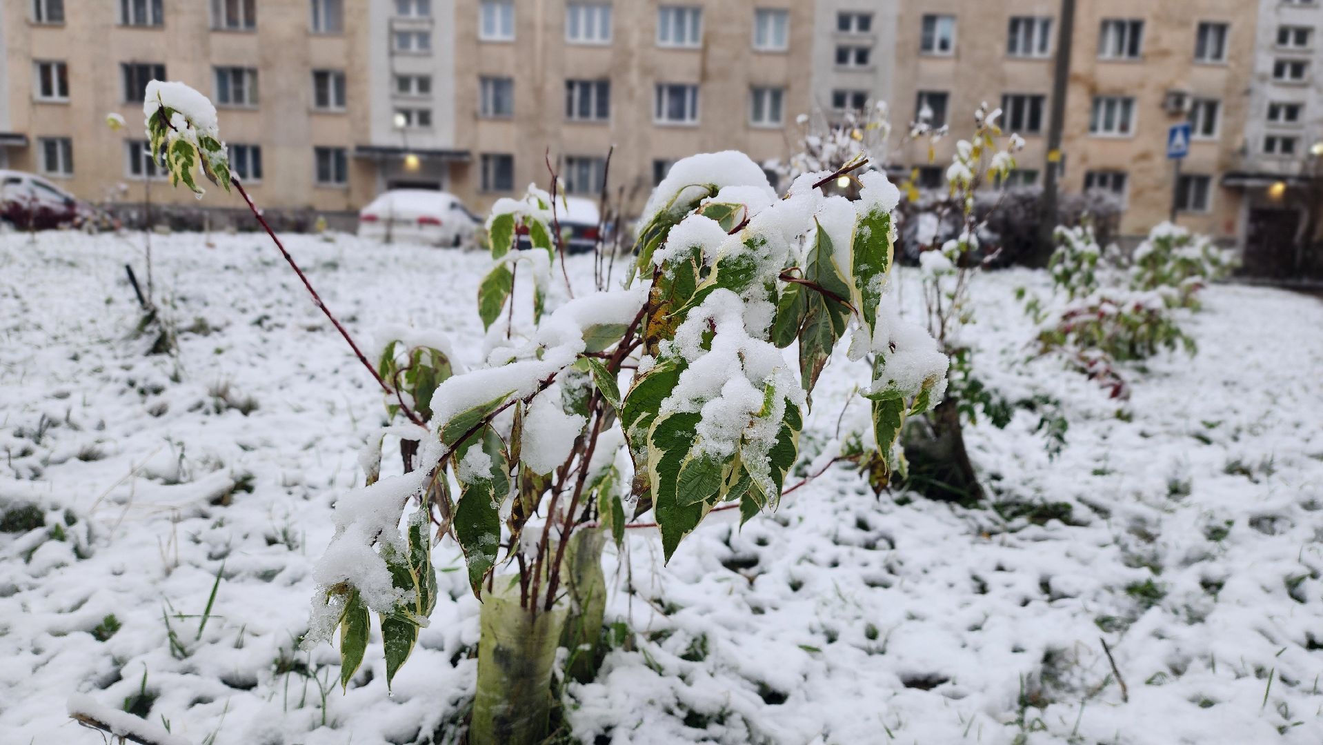 клин, снег, карла маркса,