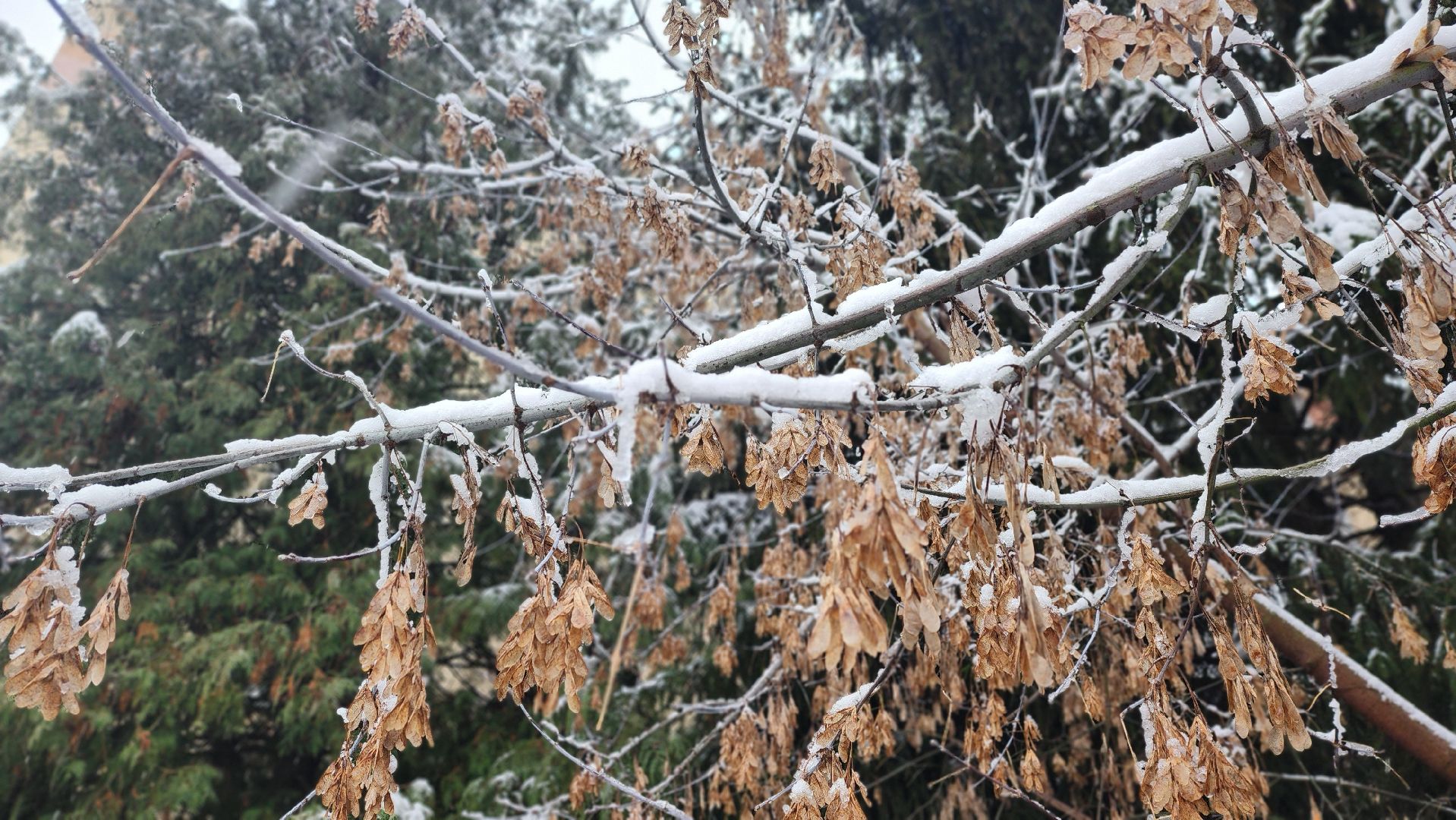 клин, снег, карла маркса,