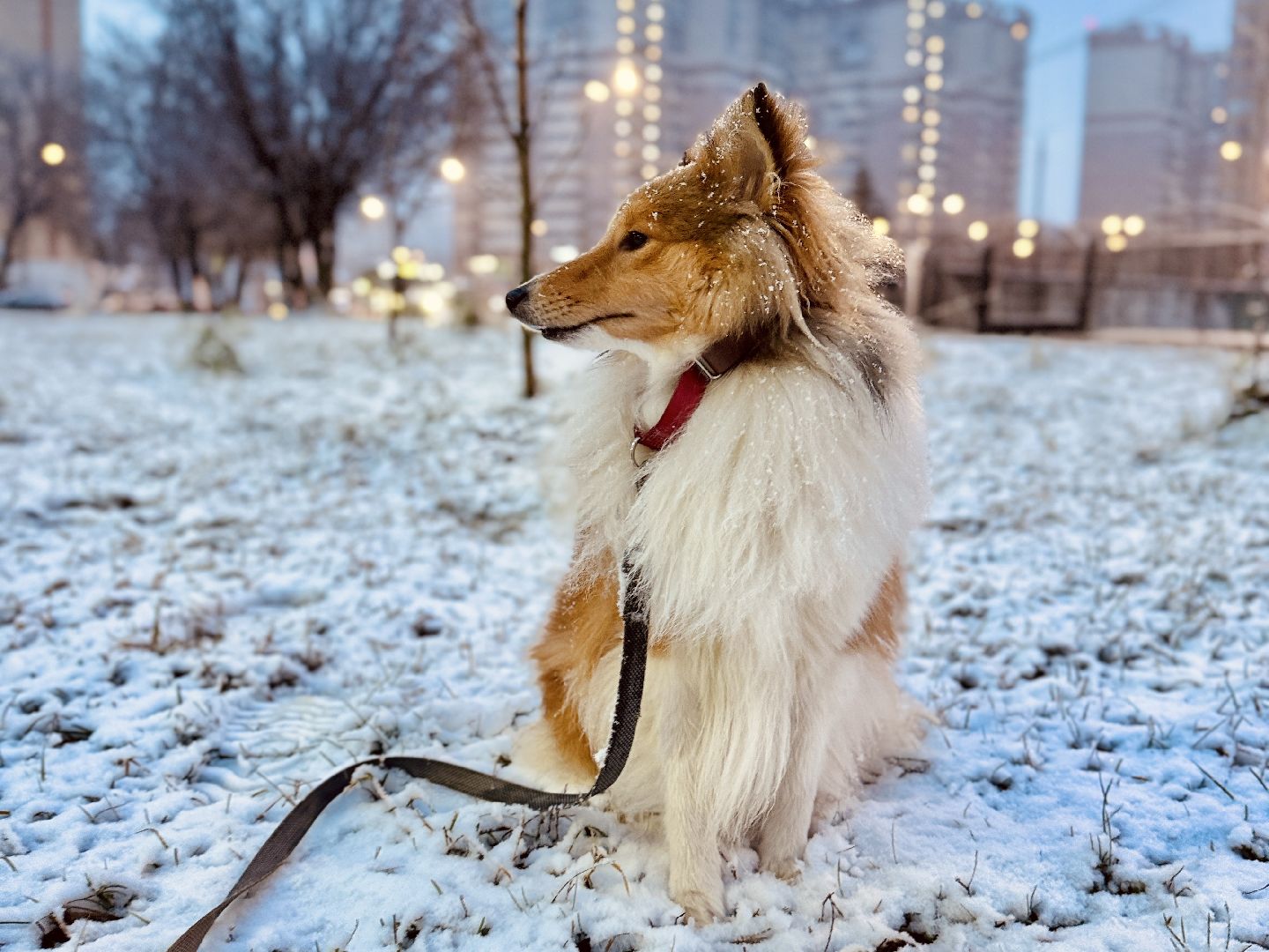 раменское, первый снег, уборка снега, коммунальные службы, обработка тротуаров,