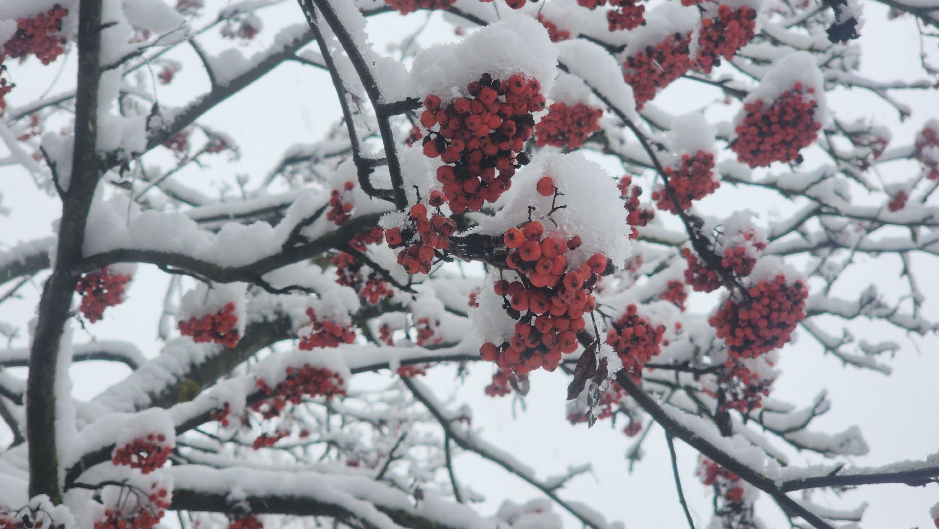 первый снег, уборка снега, красногорск,