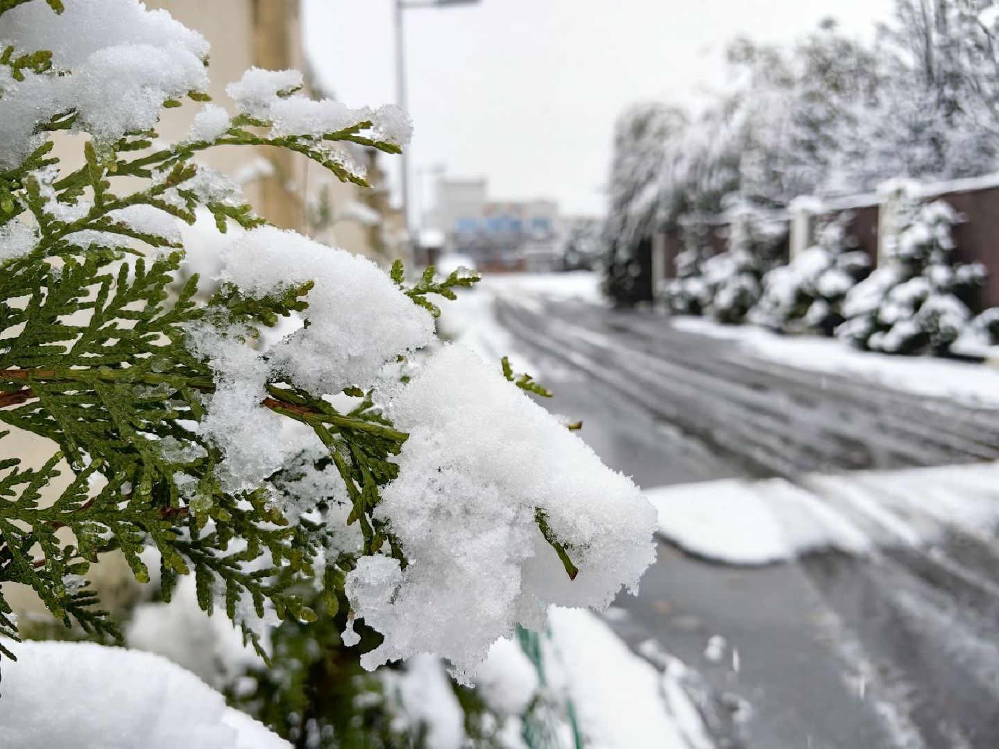 снегопад, уборка, листья, трактор,