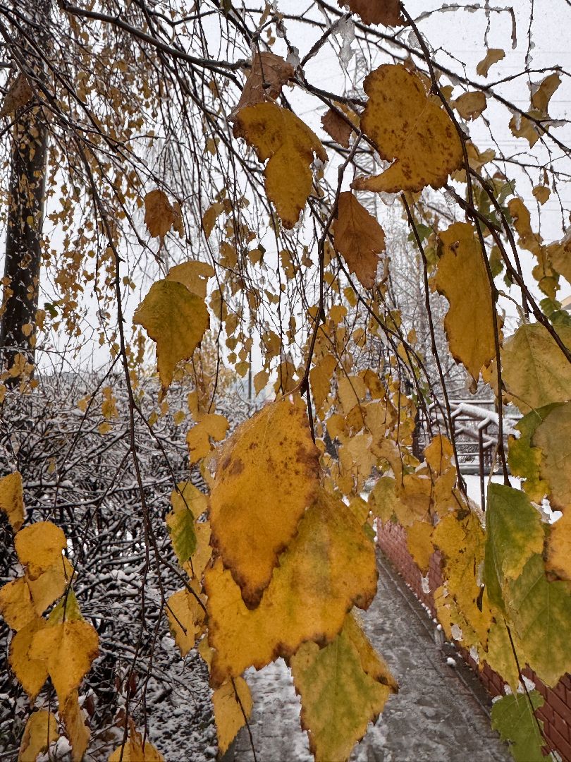 Первый снег, Одинцово, Одинцовское ДРСУ, Полная готовность ,