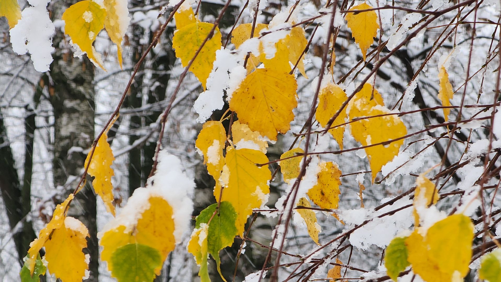 Снегопад, Уборка снега, Центральный парк Лобни , Лобня,
