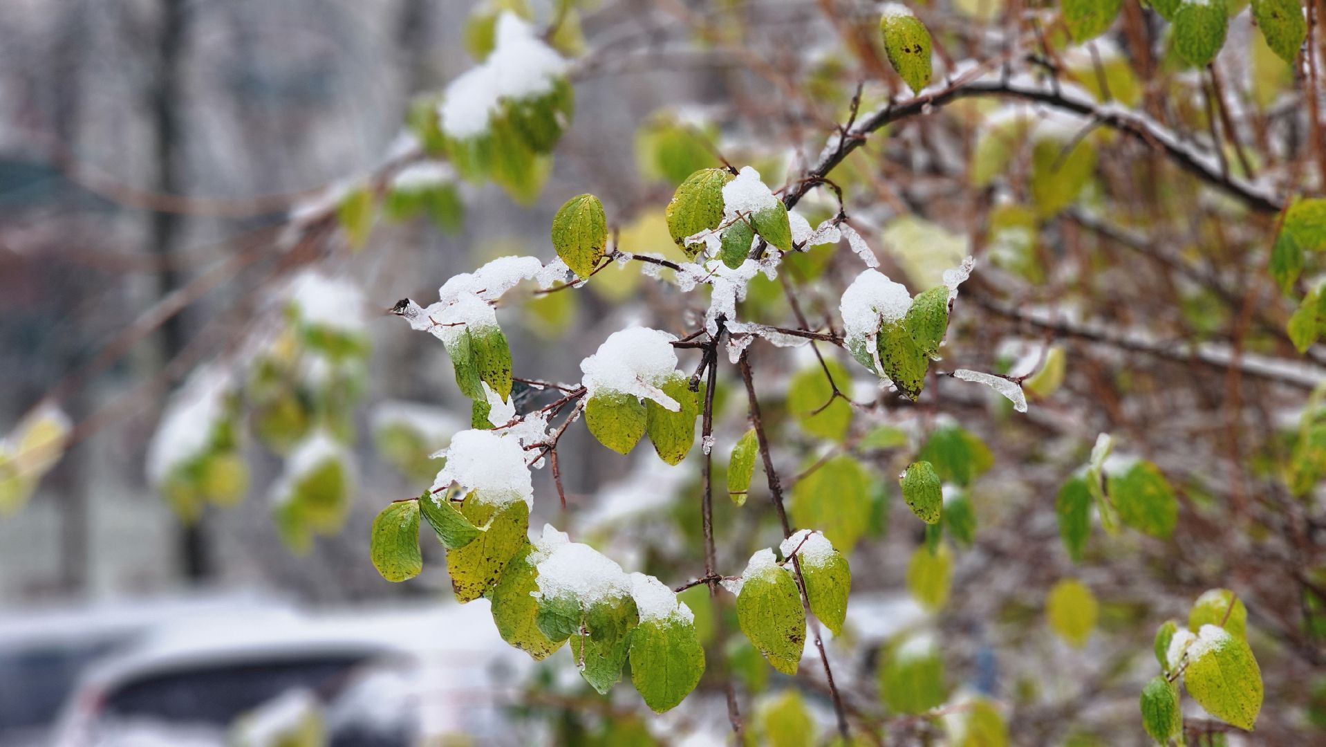 люберцы, комбинат по благоустройству, уборка снега,