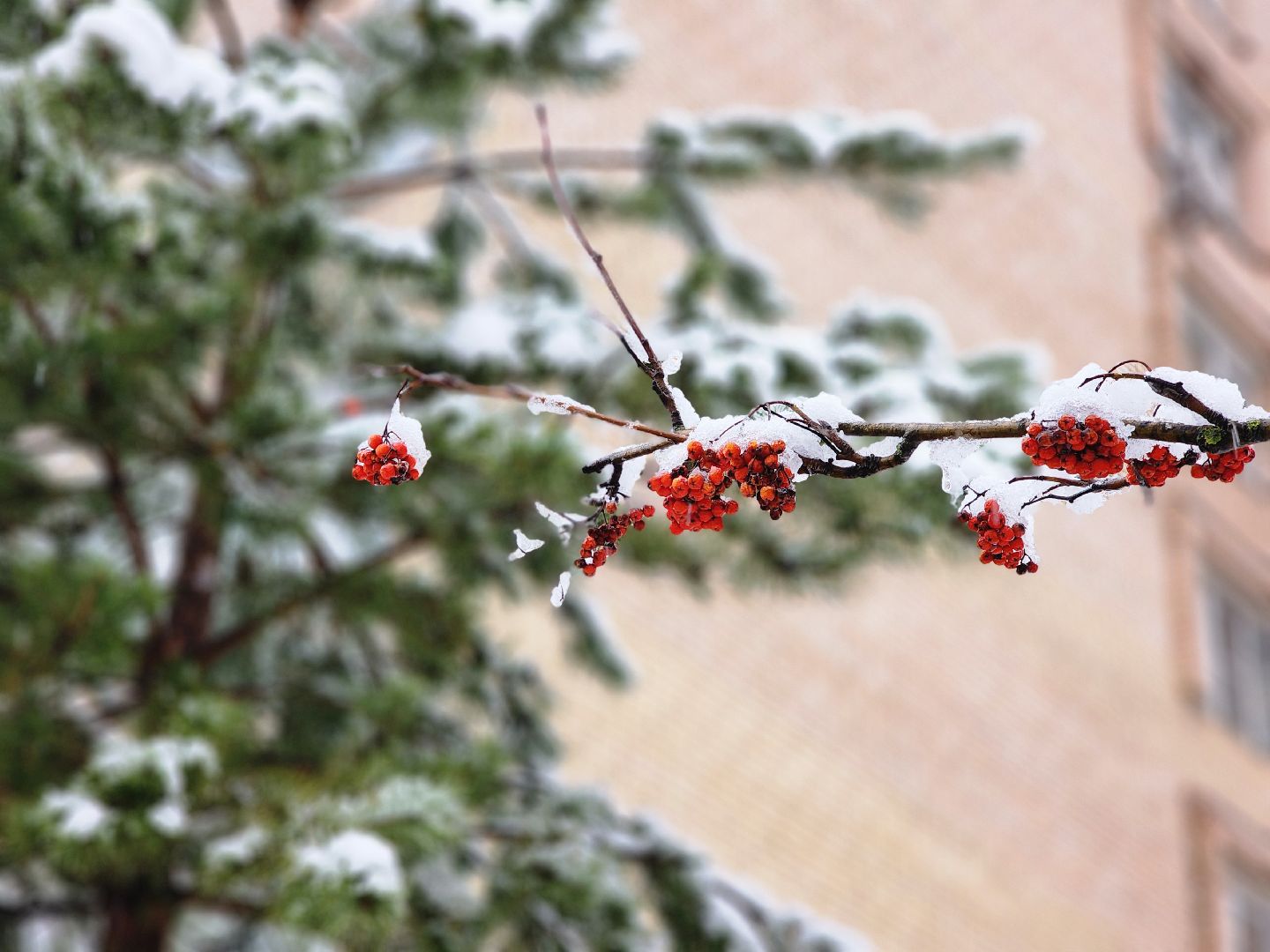 фрязино, снегопад, ликвидация последствий снегопада, снеговики, лесопарк, дворники,