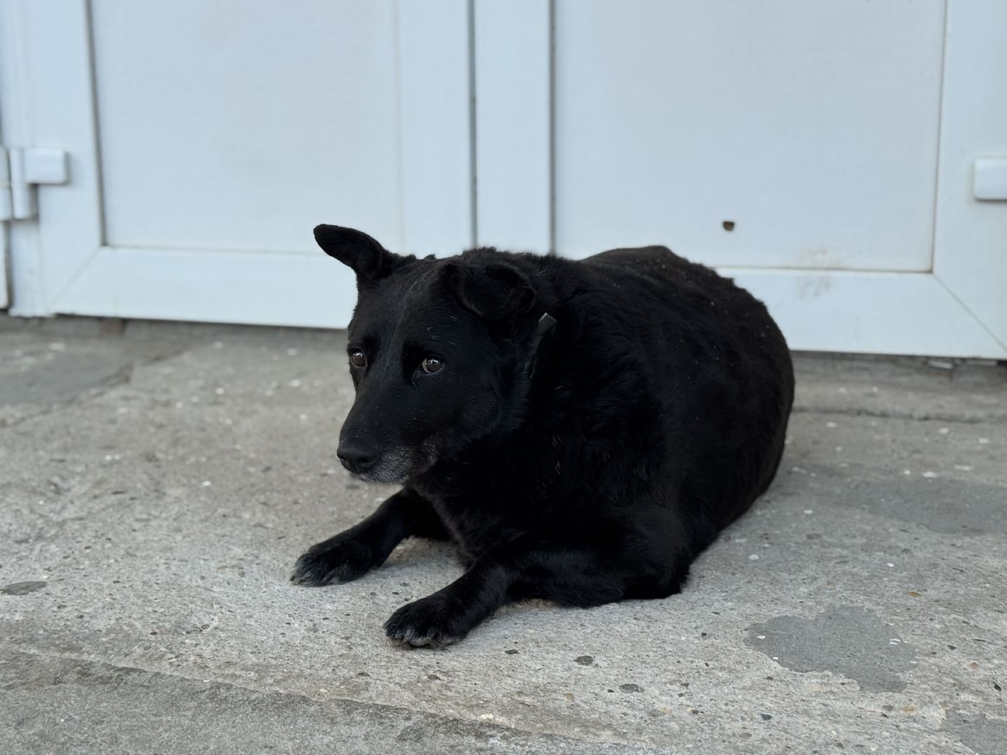 Рок в защиту животных, Березняки , Сергиево-Посадский окгуг,