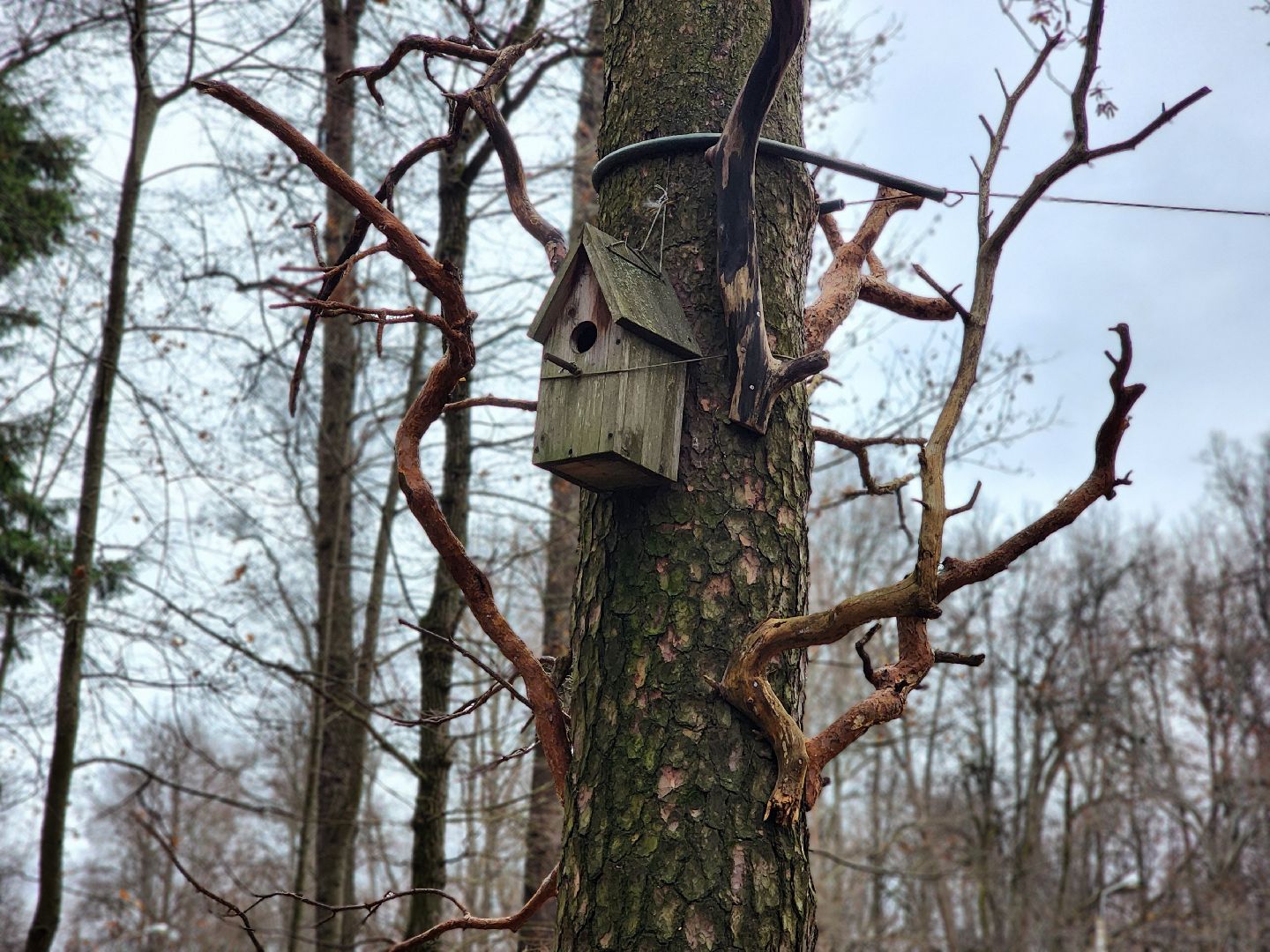 благоустройство, реконструкция, парк, ногинск, богородский городской округ,