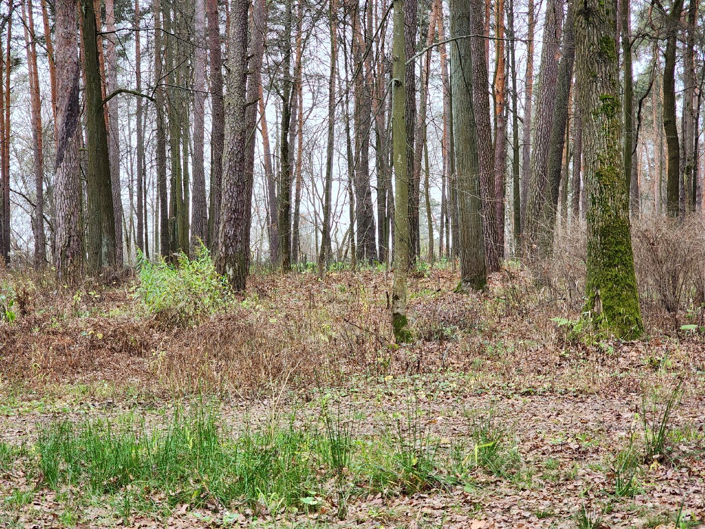 благоустройство, реконструкция, парк, ногинск, богородский городской округ,
