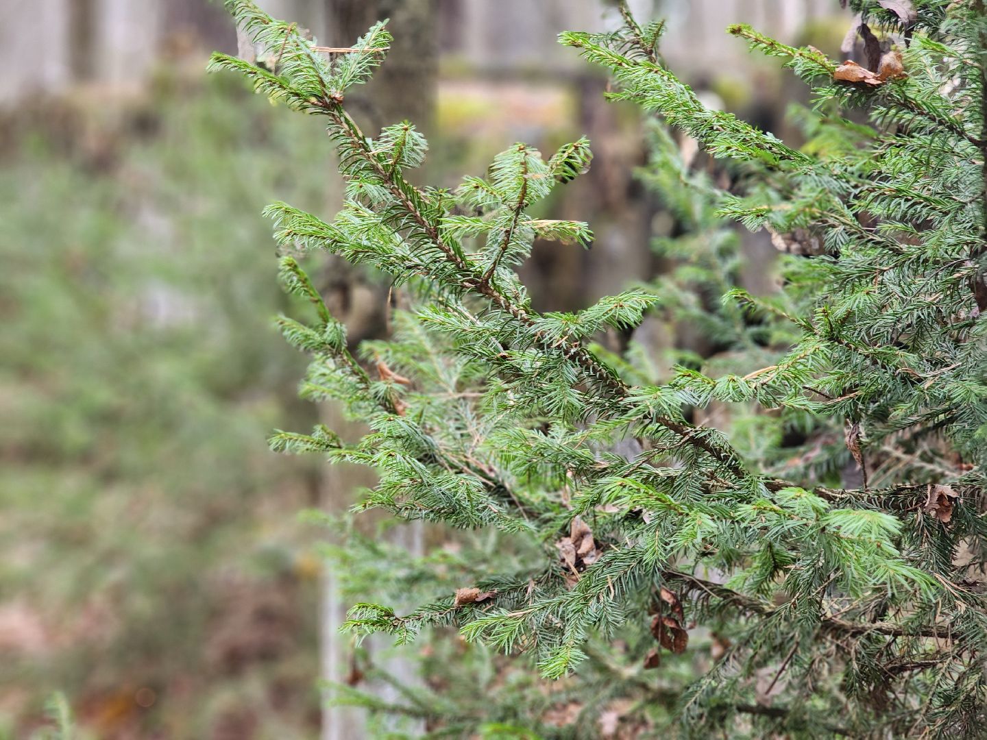 благоустройство, реконструкция, парк, ногинск, богородский городской округ,