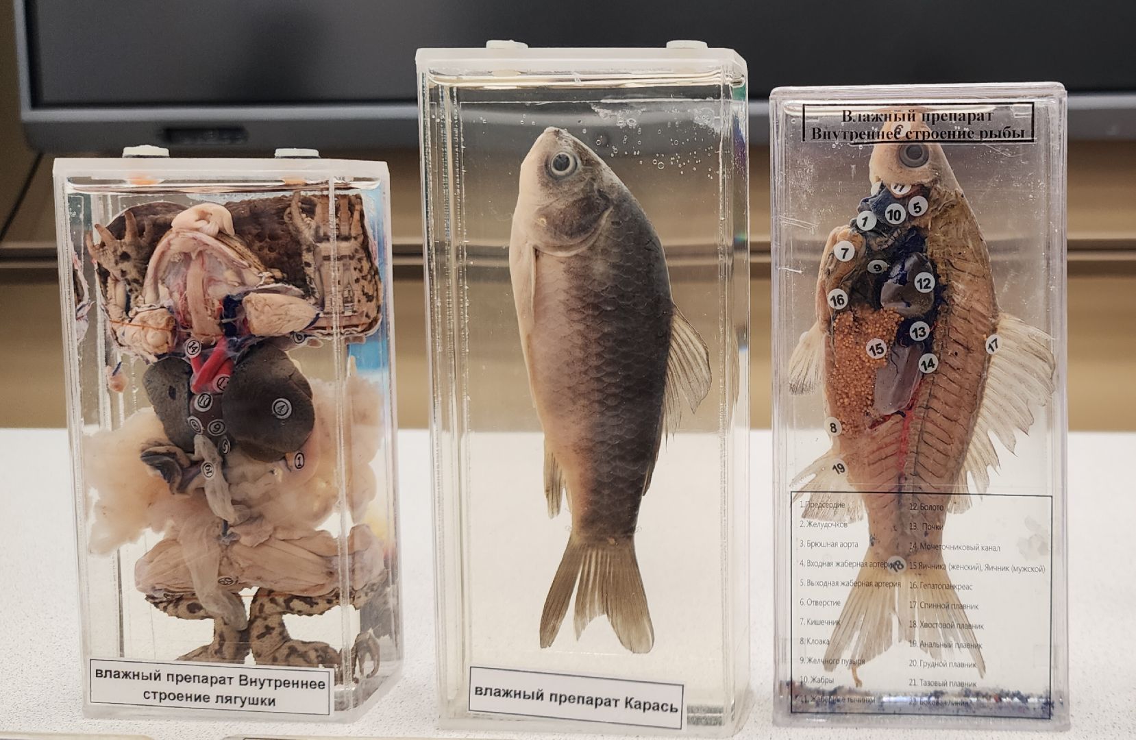 Образование , Новые технологии , Современная школа , Профориентация , Новая школа в микрорайоне Восточном , Образование в Звенигороде ,