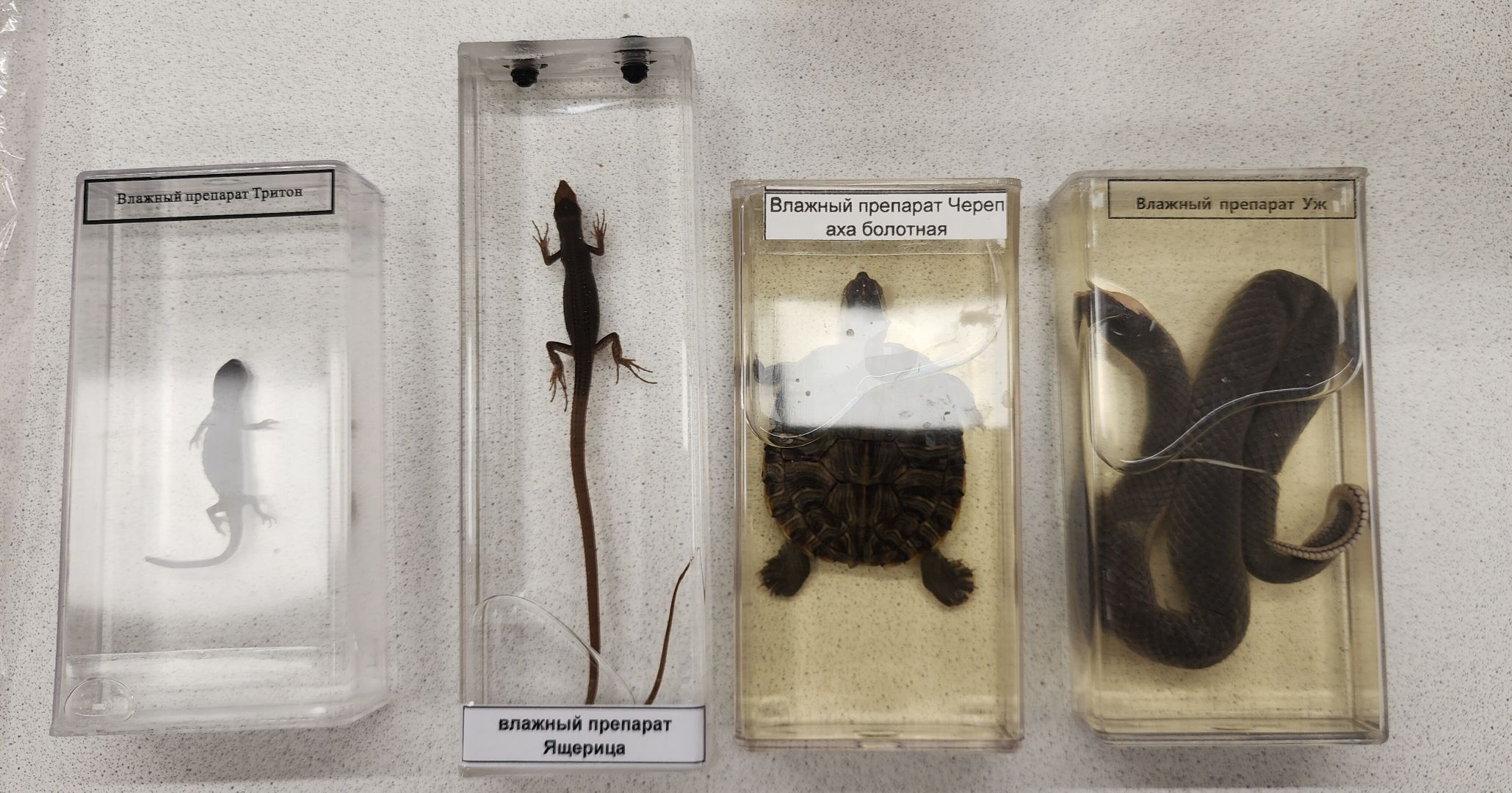 Образование , Новые технологии , Современная школа , Профориентация , Новая школа в микрорайоне Восточном , Образование в Звенигороде ,