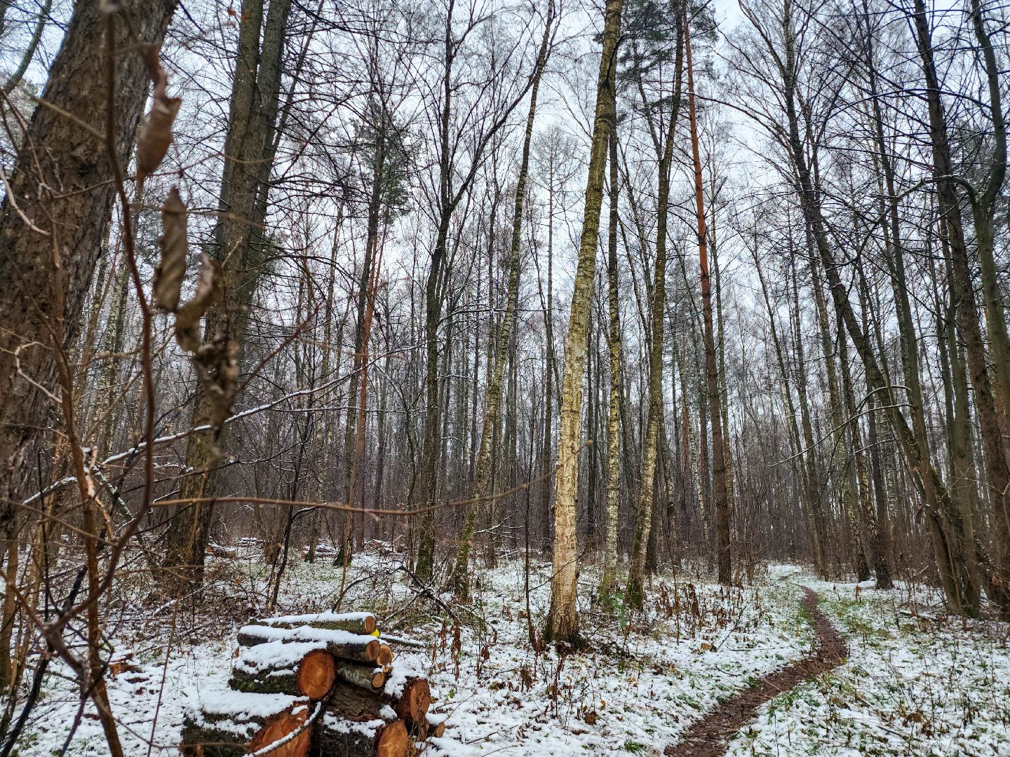 Подольск,Лесное хозяйство, Лесничество,