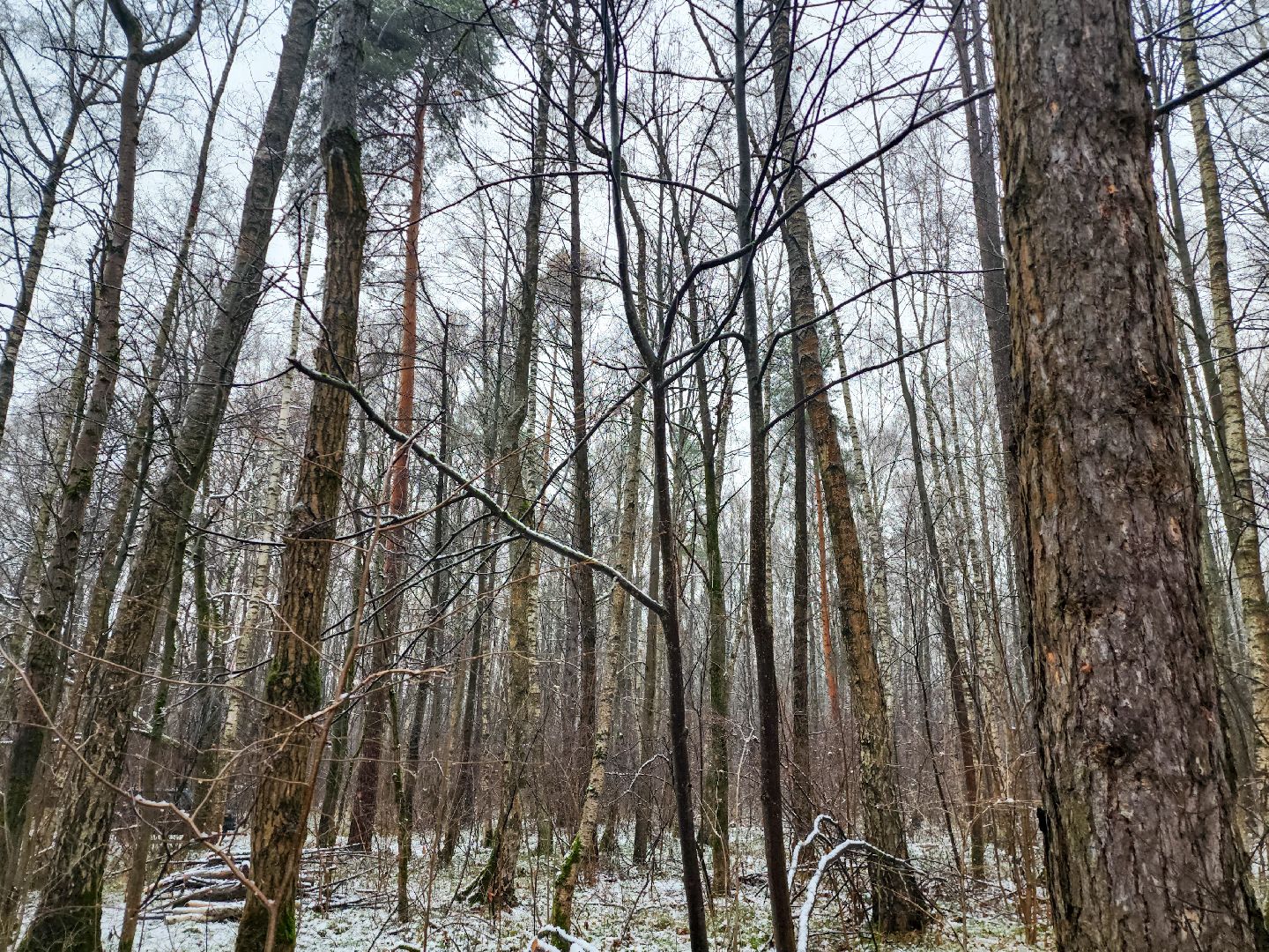 Подольск,Лесное хозяйство, Лесничество,