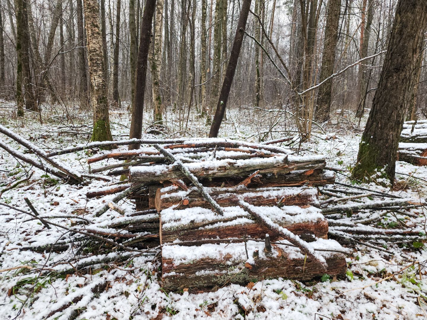 Подольск,Лесное хозяйство, Лесничество,