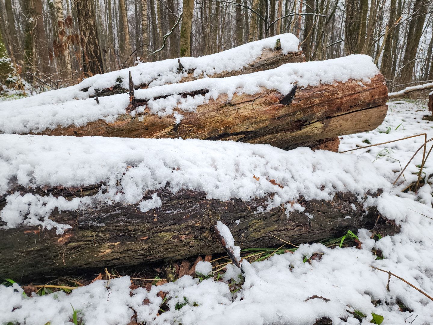 Подольск,Лесное хозяйство, Лесничество,