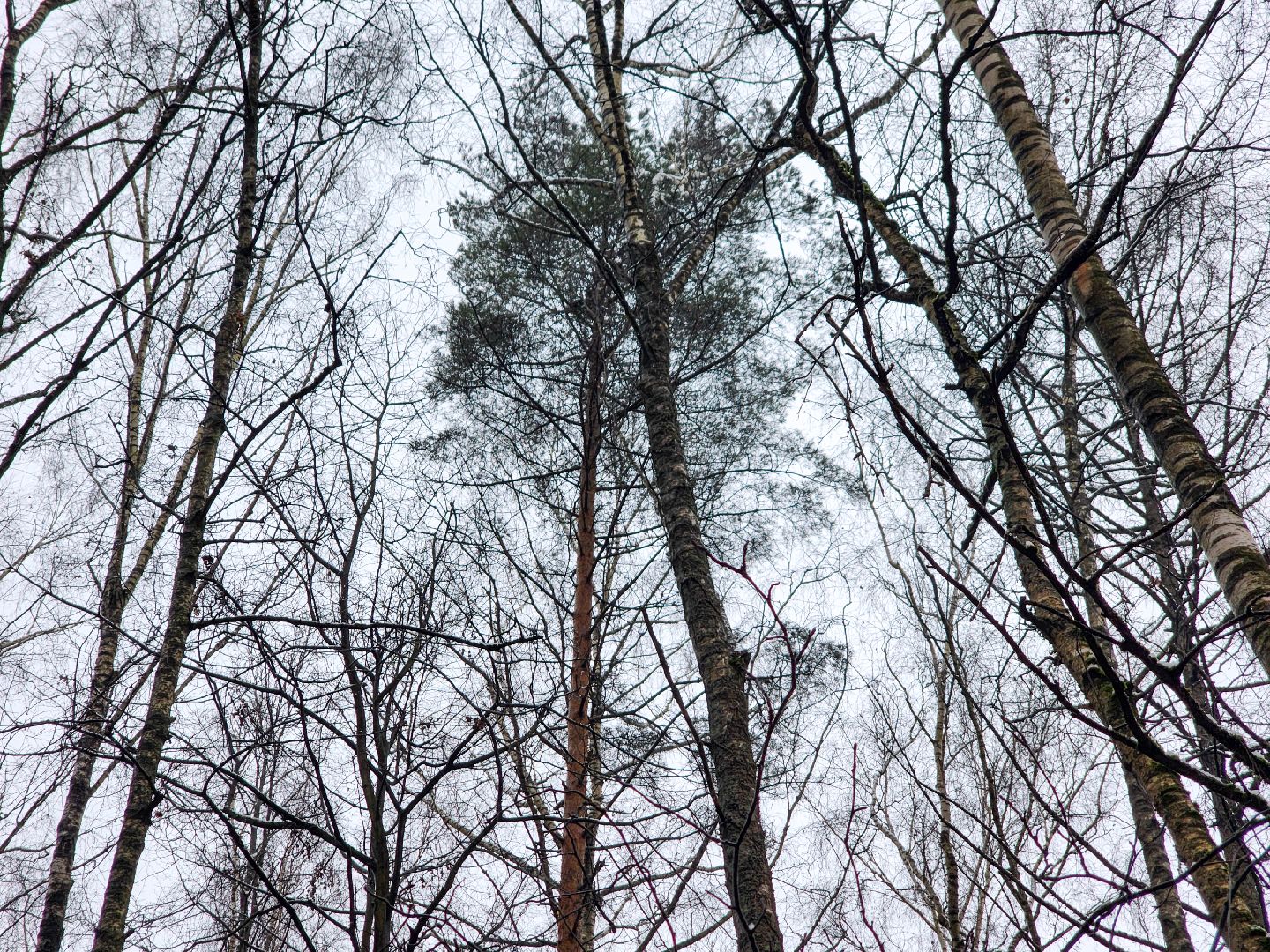 Подольск,Лесное хозяйство, Лесничество,