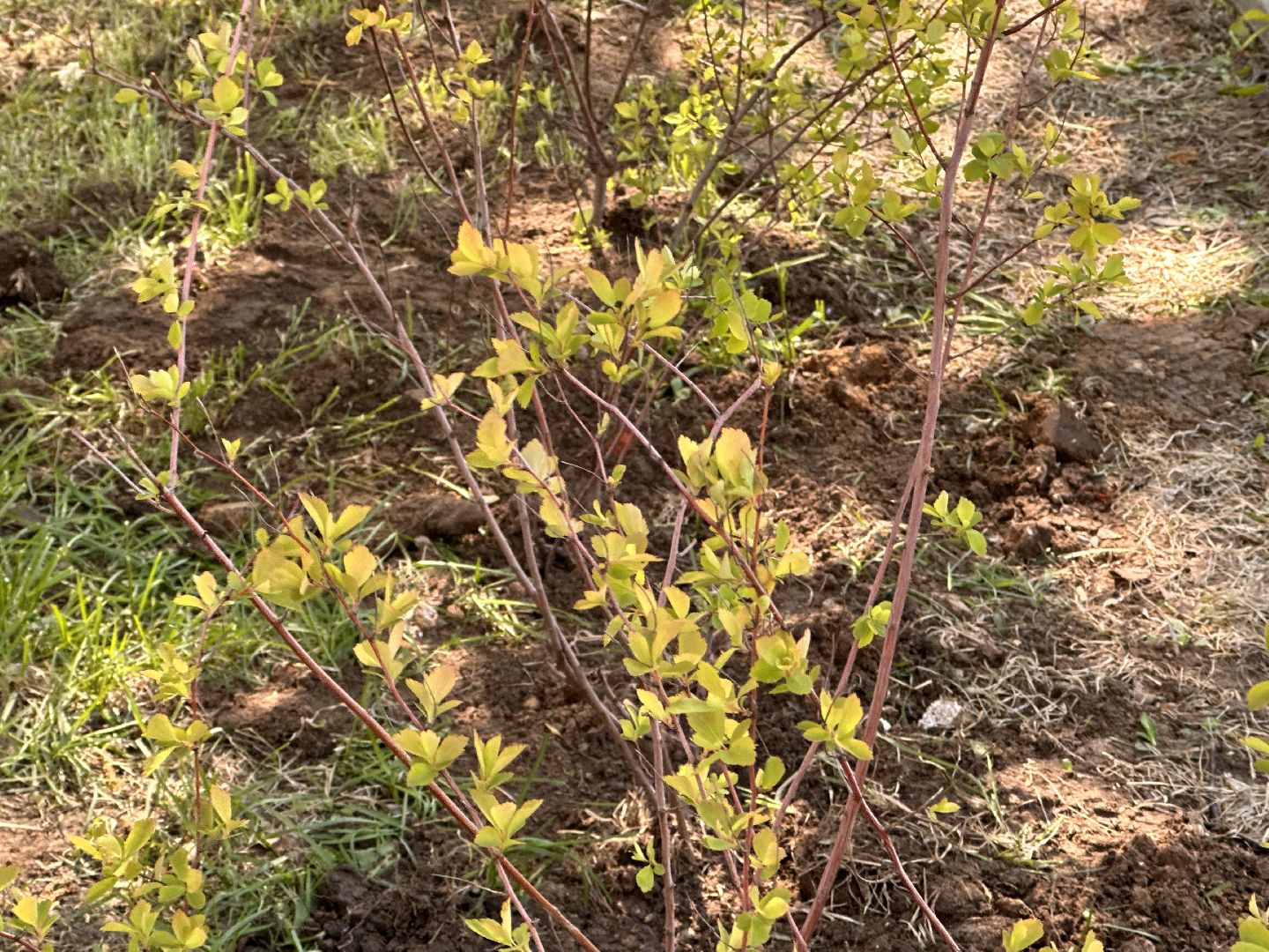 Экология, Лес Победы, Одинцово, Сад Памяти