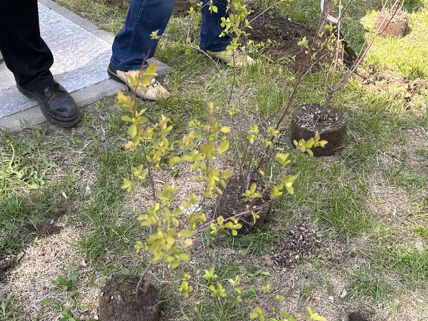 Экология, Лес Победы, Одинцово, Сад Памяти